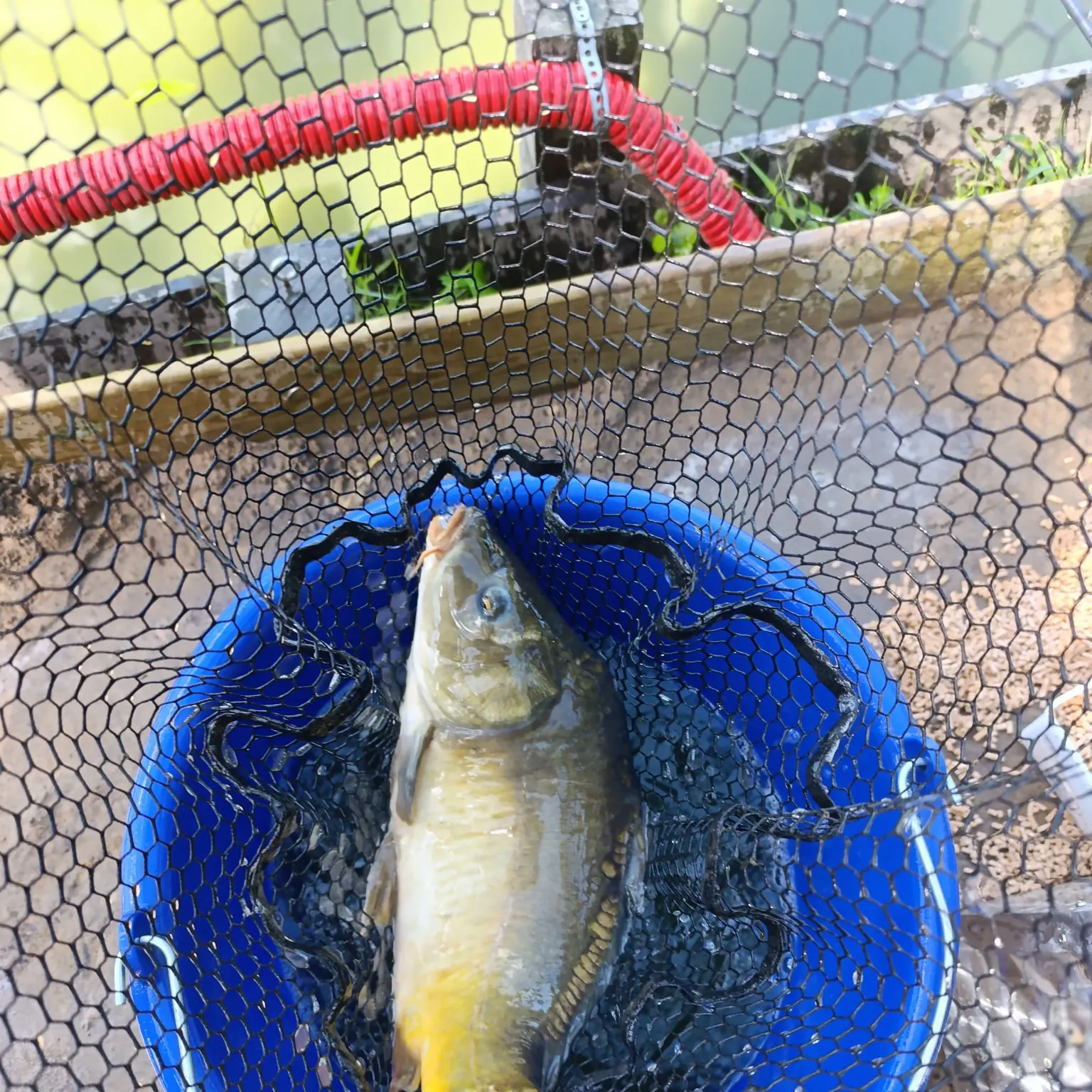 Leather carp caught on Fishbrain