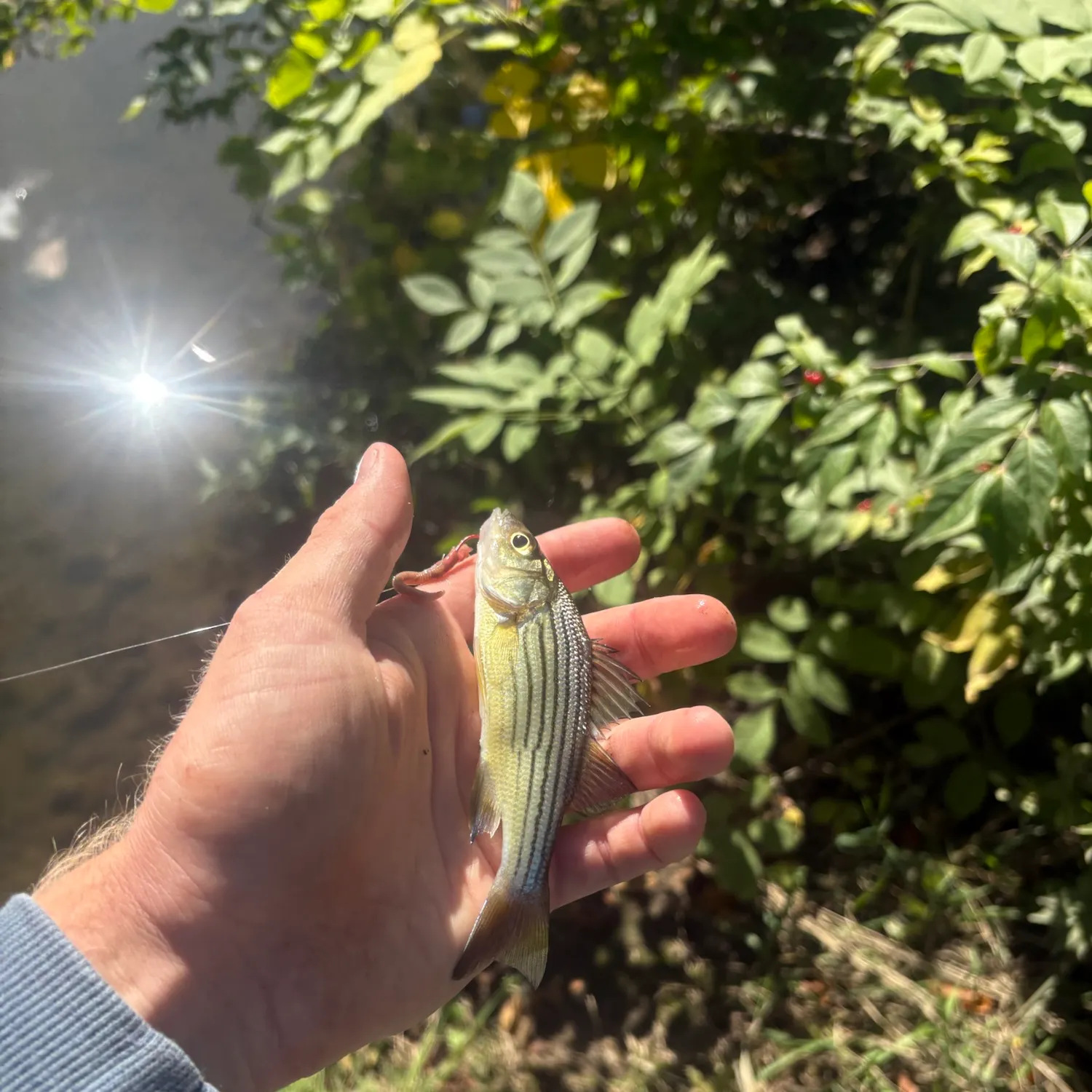 Yellow bass caught on Fishbrain