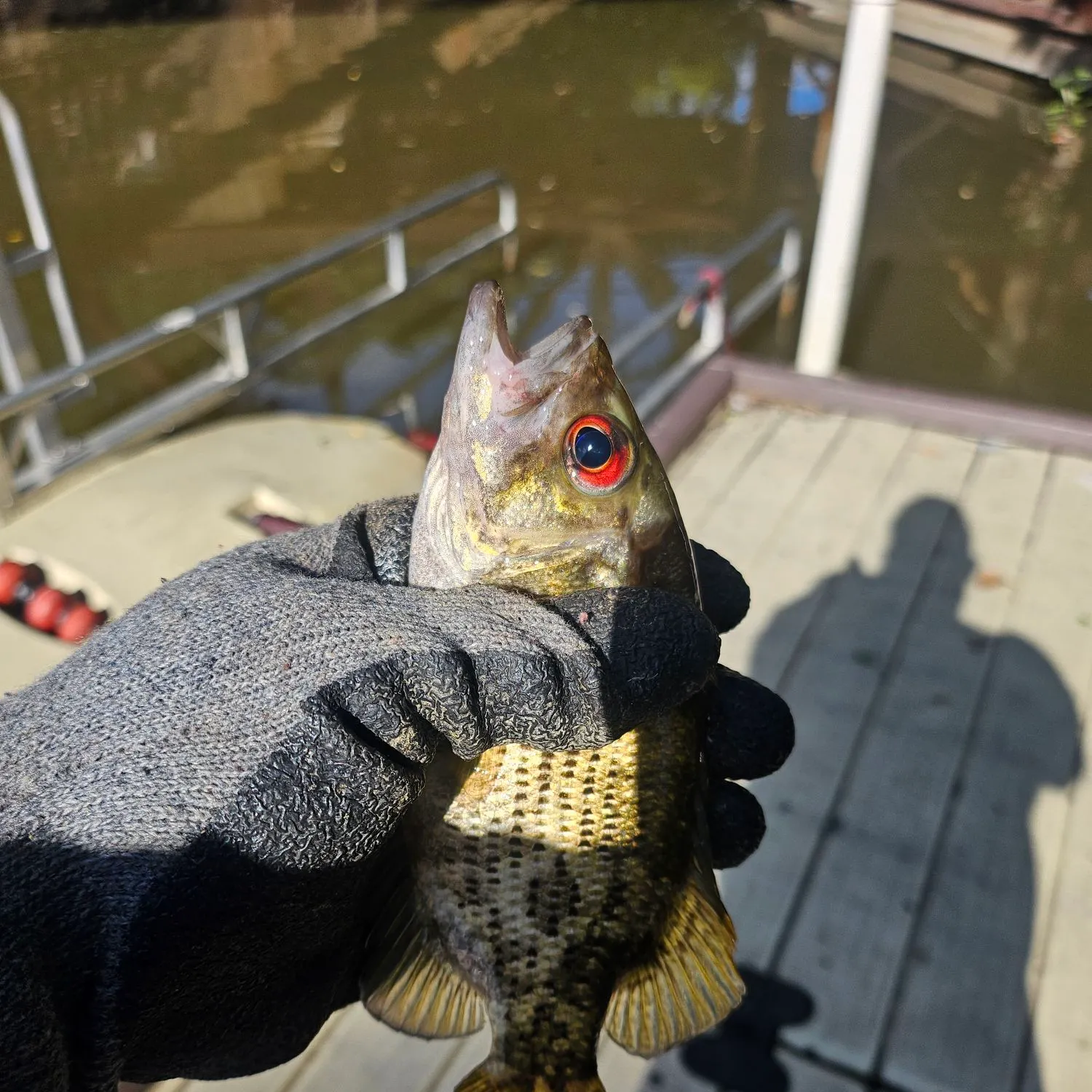 Rock bass caught on Fishbrain