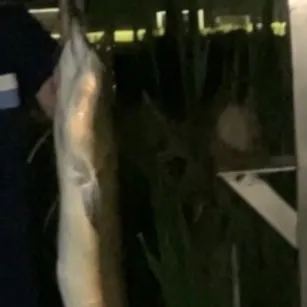 The most recent Speckled longfin eel catches on Fishbrain
