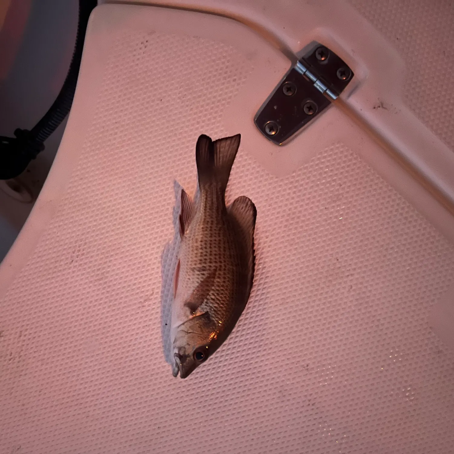 The most recent Mangrove snapper catches on Fishbrain