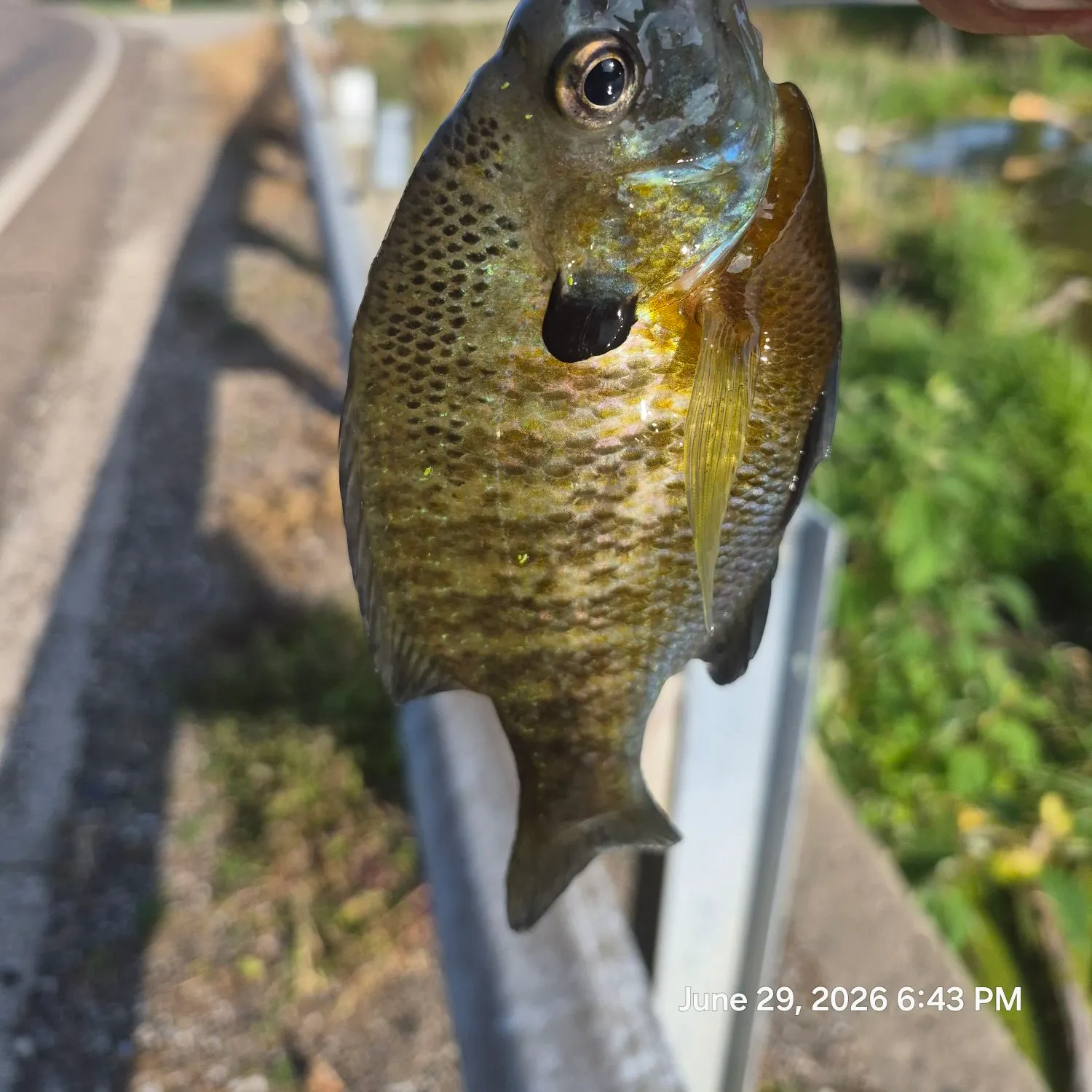 recently logged catches