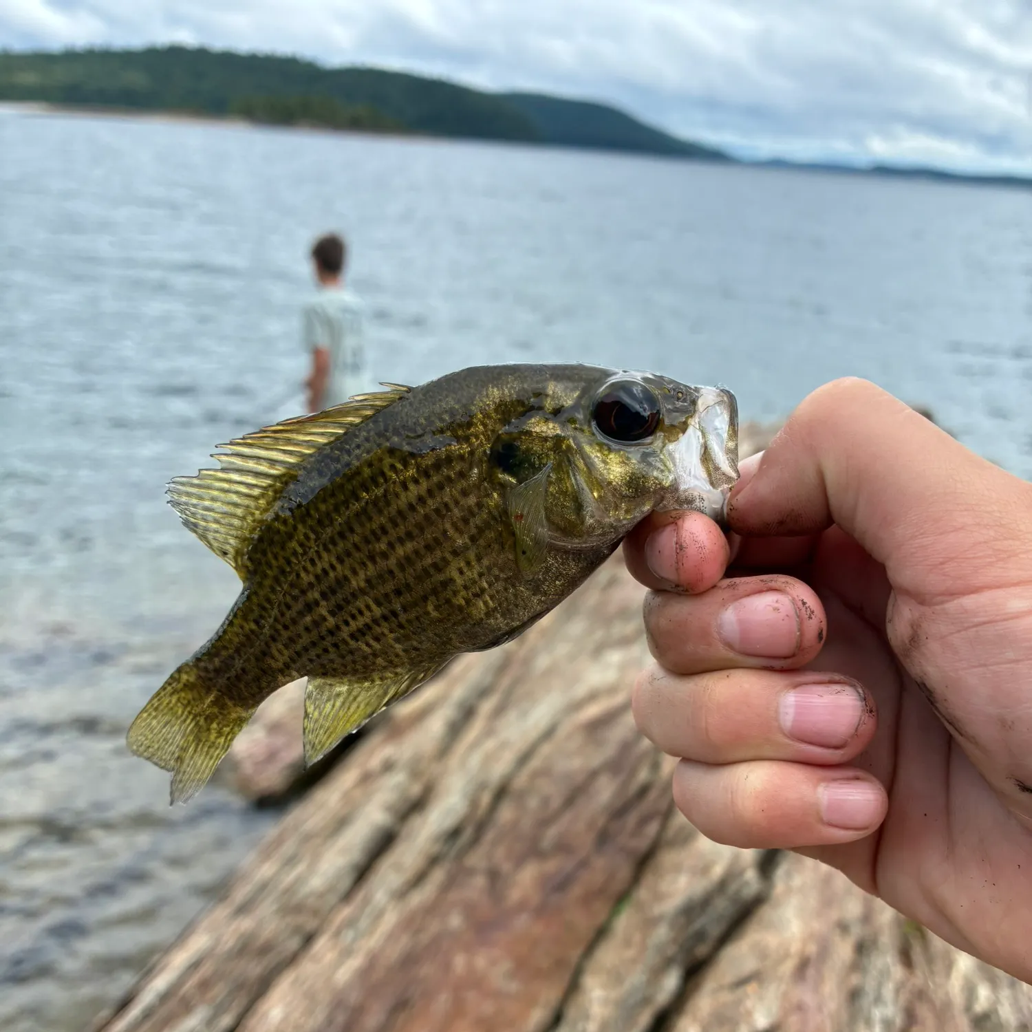 Rock bass caught on Fishbrain