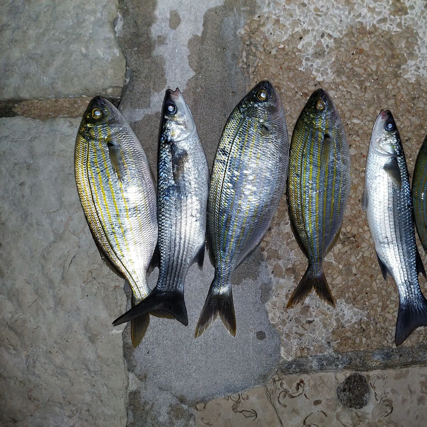 Salema porgy caught on Fishbrain