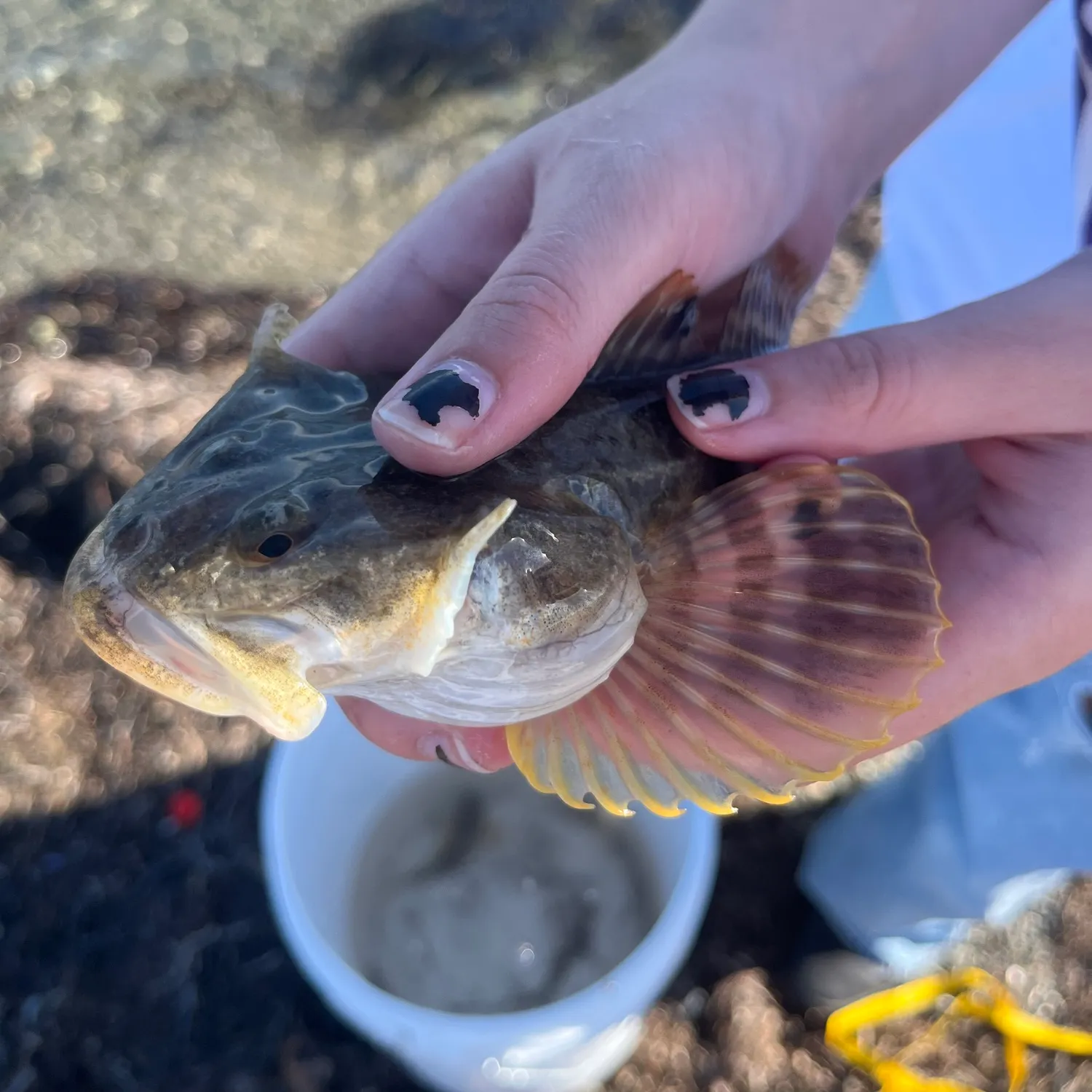 The most recent Pacific staghorn sculpin catches on Fishbrain
