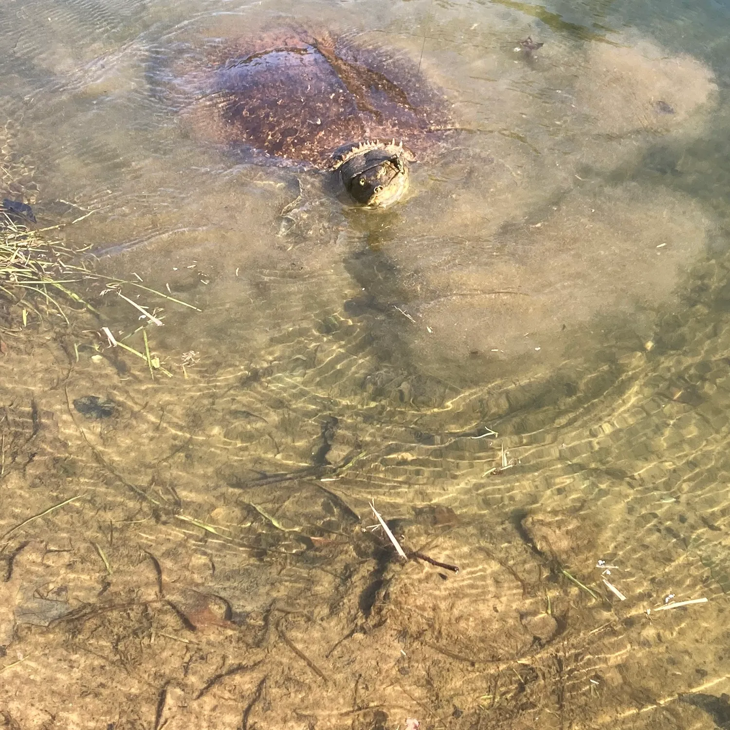 Smooth softshell turtle caught on Fishbrain