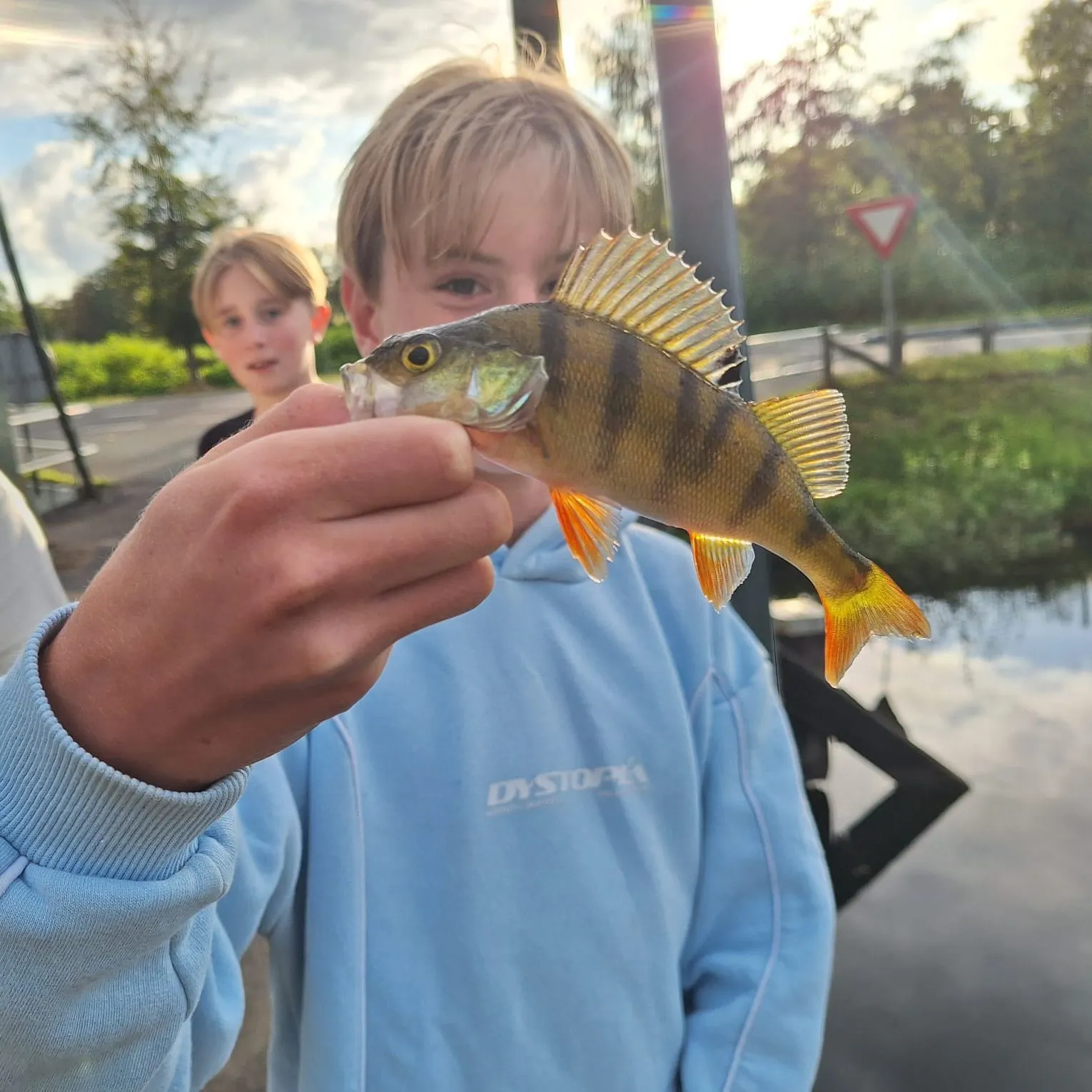European perch caught on Fishbrain