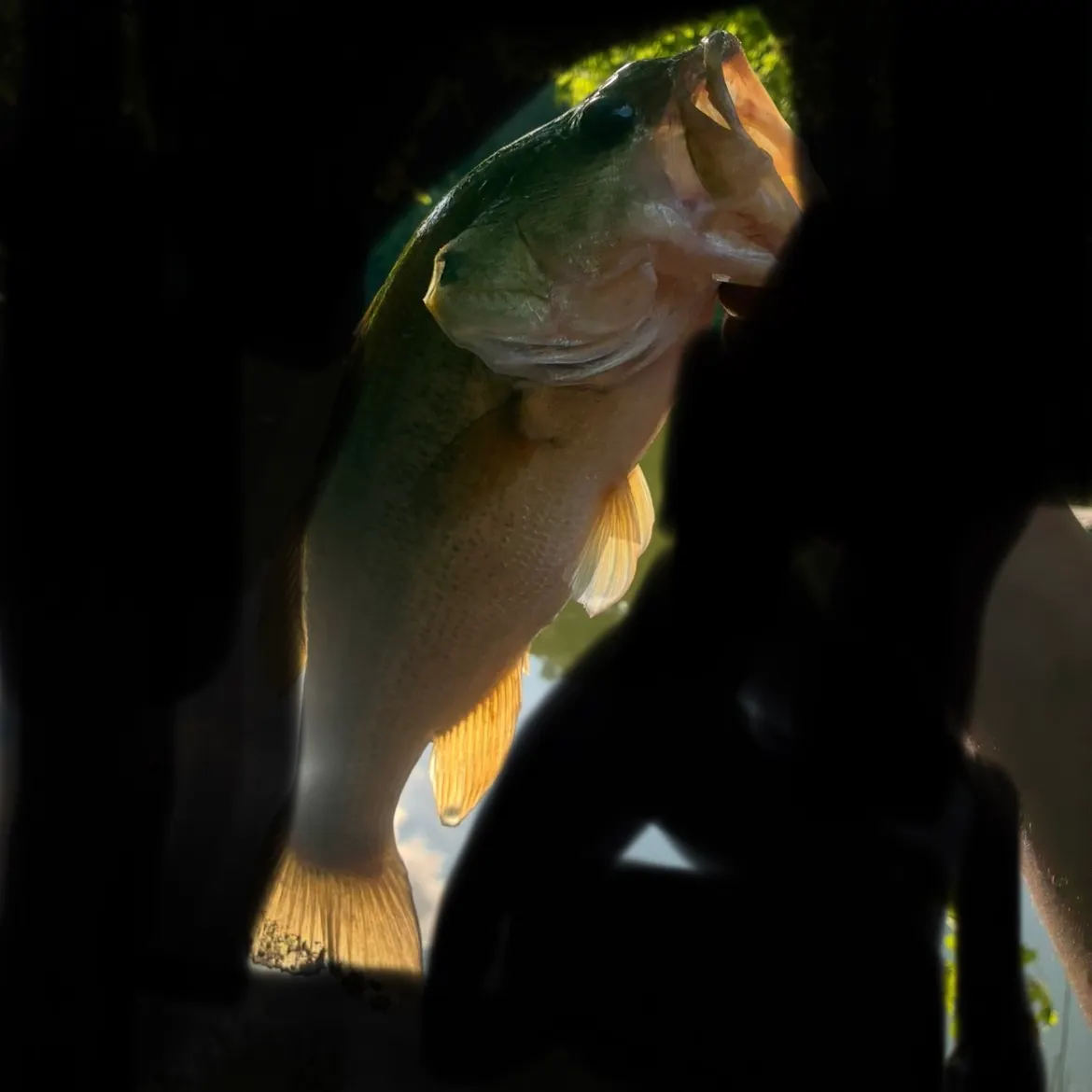 Largemouth bass caught on Fishbrain