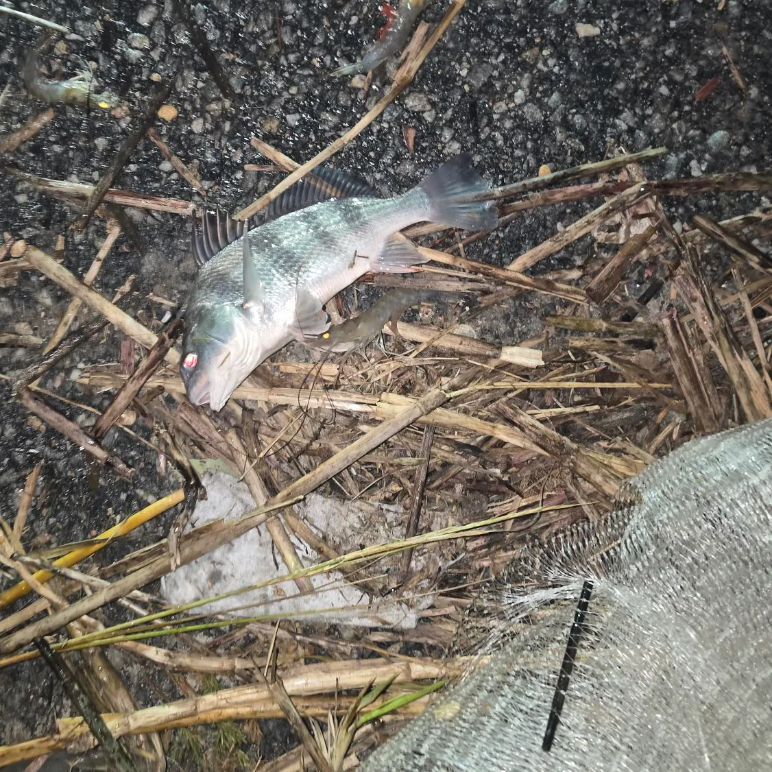Black drum caught on Fishbrain