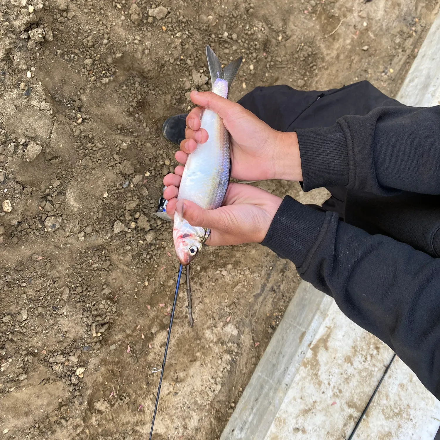 The most recent American gizzard shad catches on Fishbrain