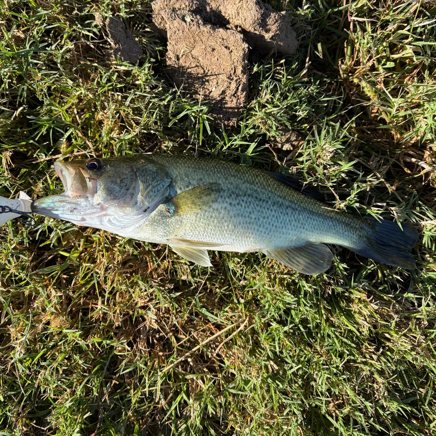 White bass caught on Fishbrain