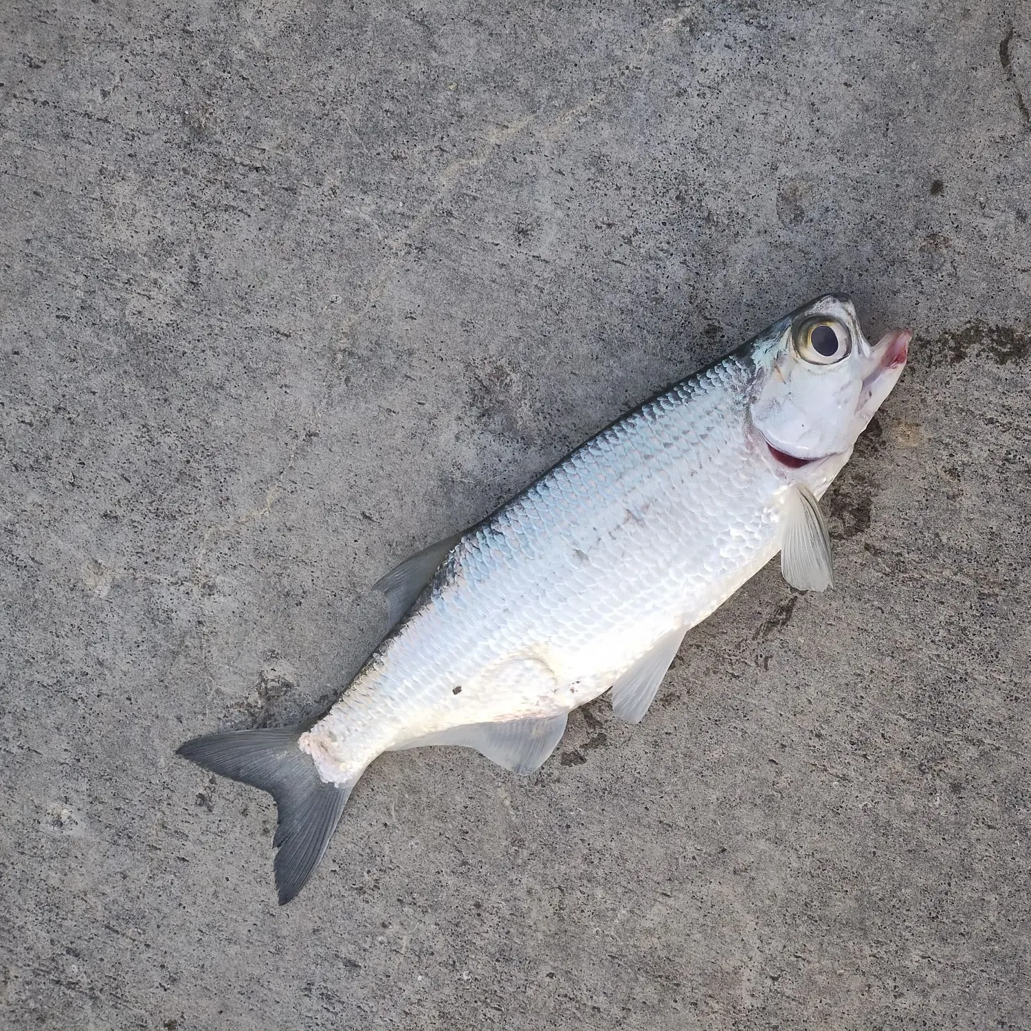 The most recent Mooneye catches on Fishbrain