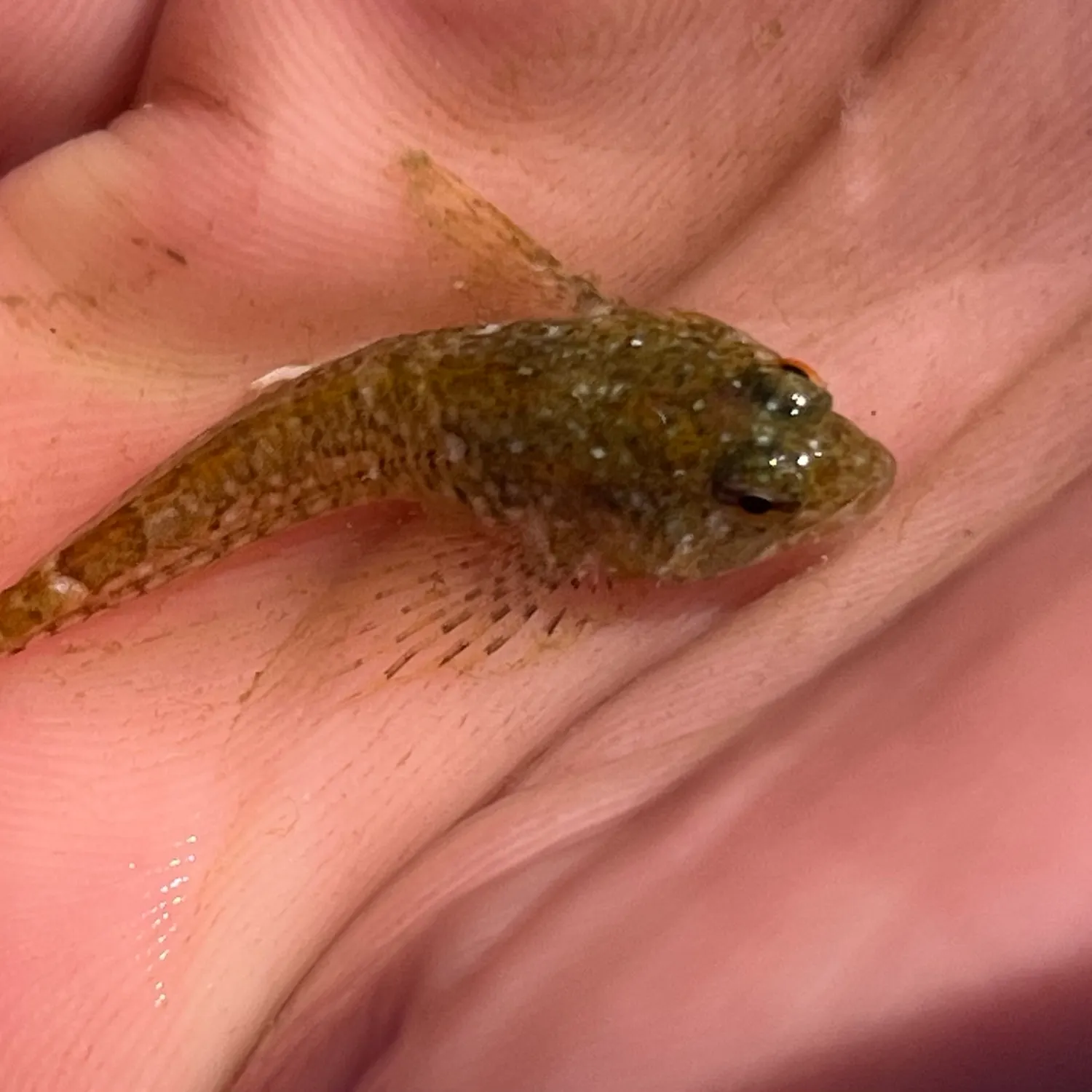 The most recent Tidepool sculpin catches on Fishbrain