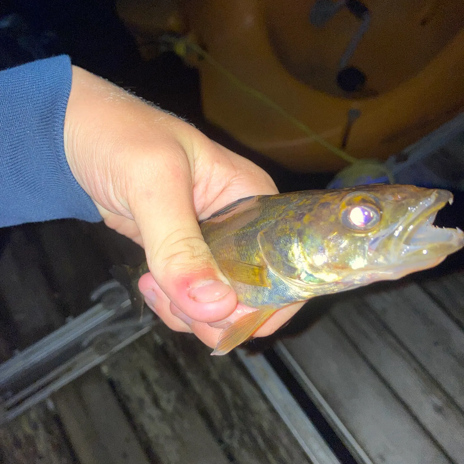 Walleye caught on Fishbrain