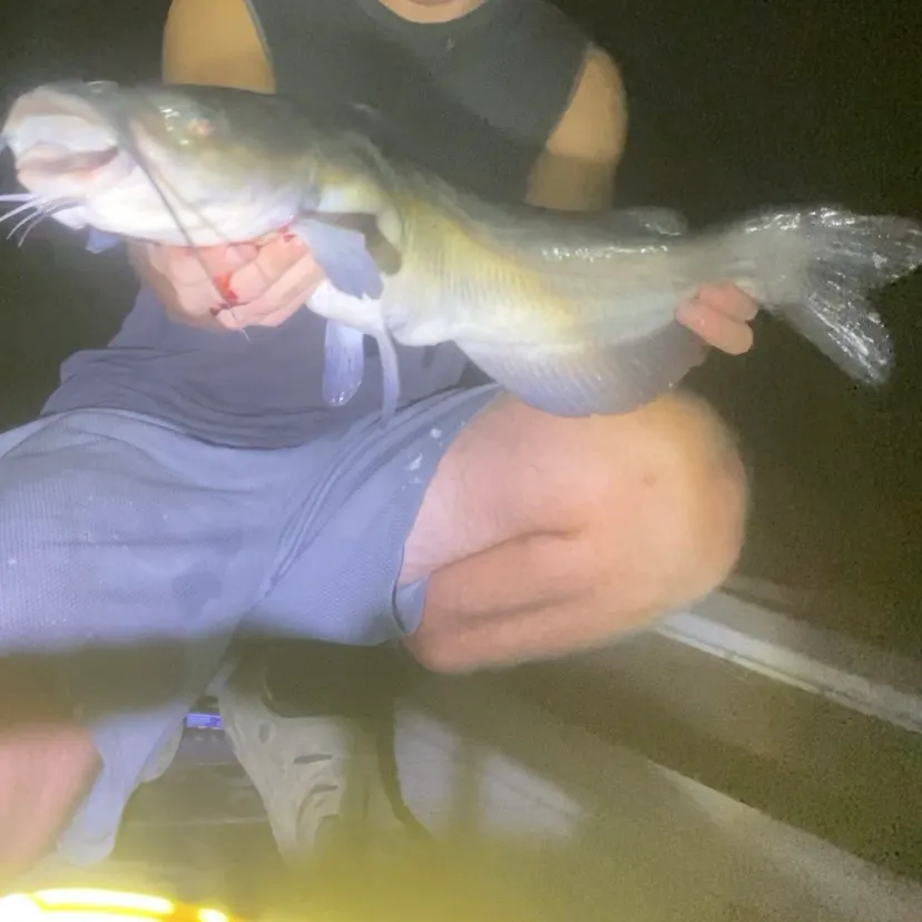 Channel catfish caught on Fishbrain