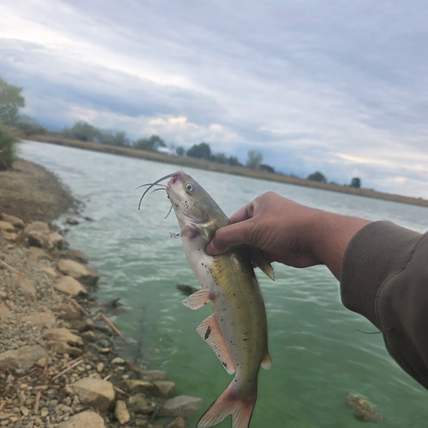 Channel catfish caught on Fishbrain