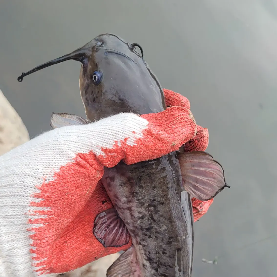 The most recent Flat bullhead catches on Fishbrain