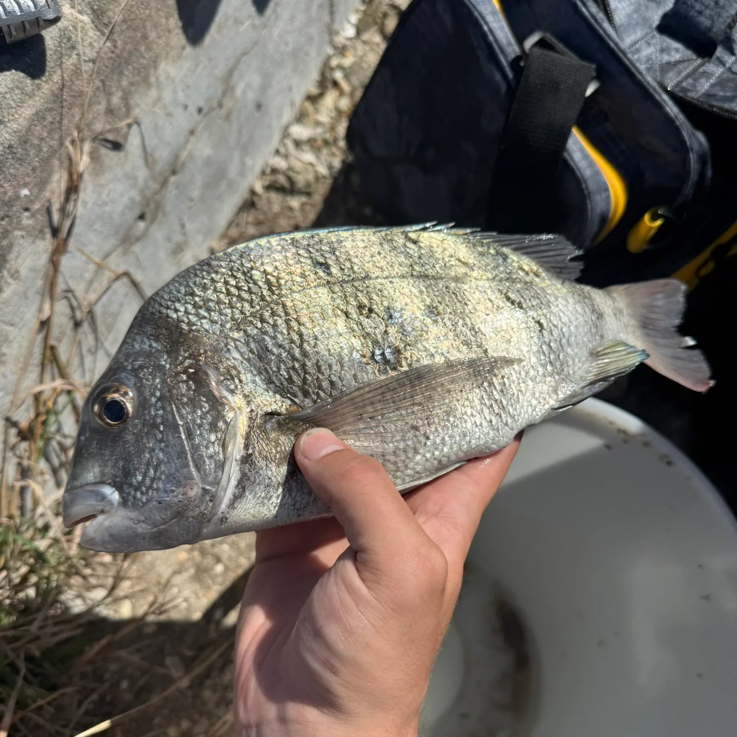 The most recent Sheepshead catches on Fishbrain