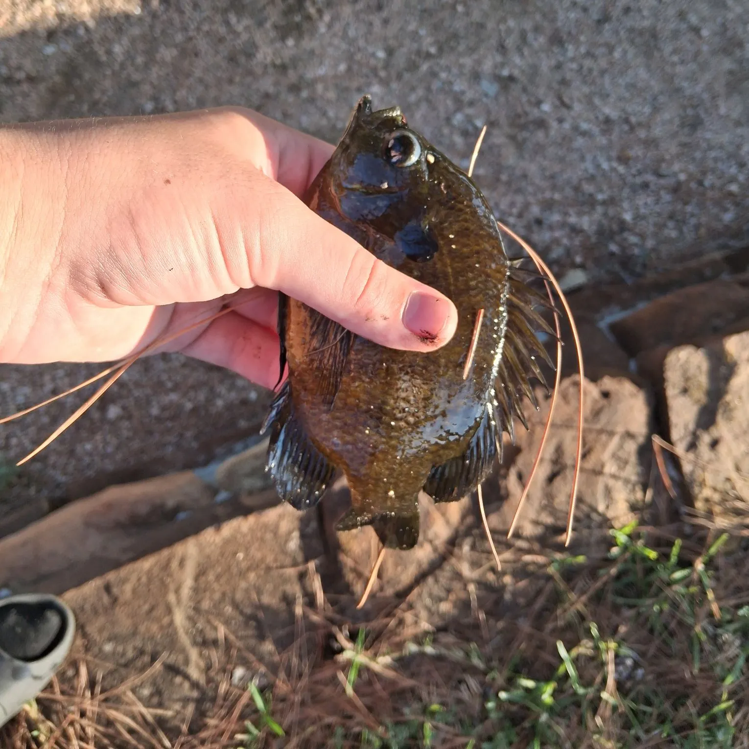 The most recent Bluegill catches on Fishbrain