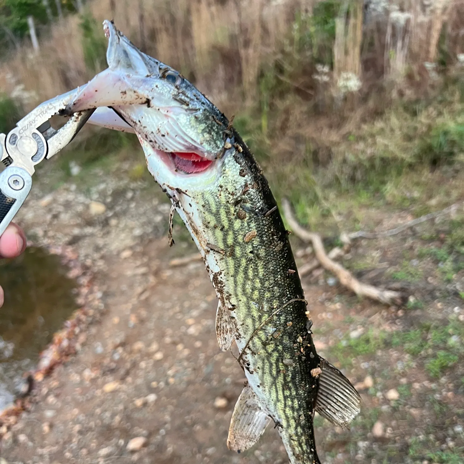 Chain pickerel caught on Fishbrain