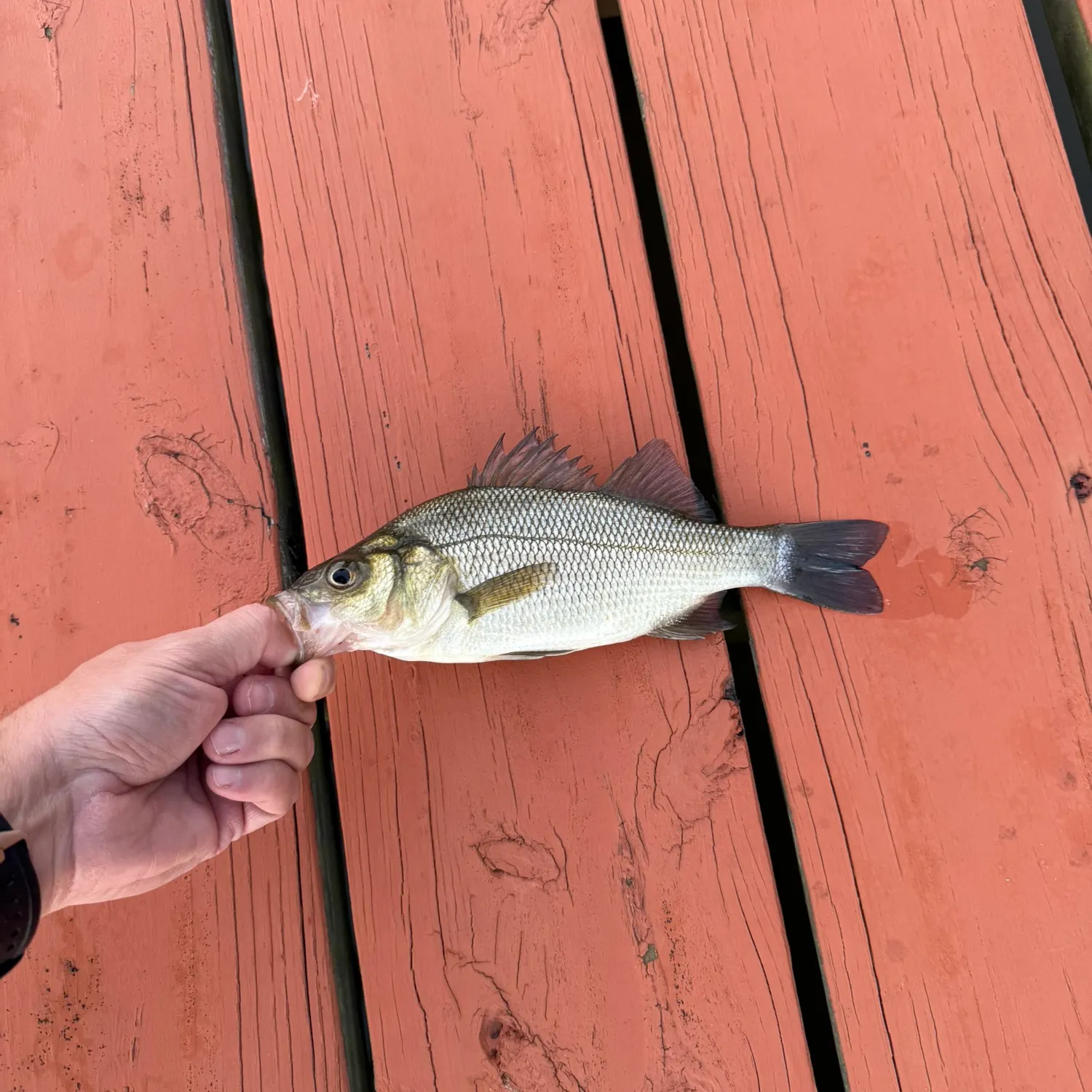 White perch caught on Fishbrain