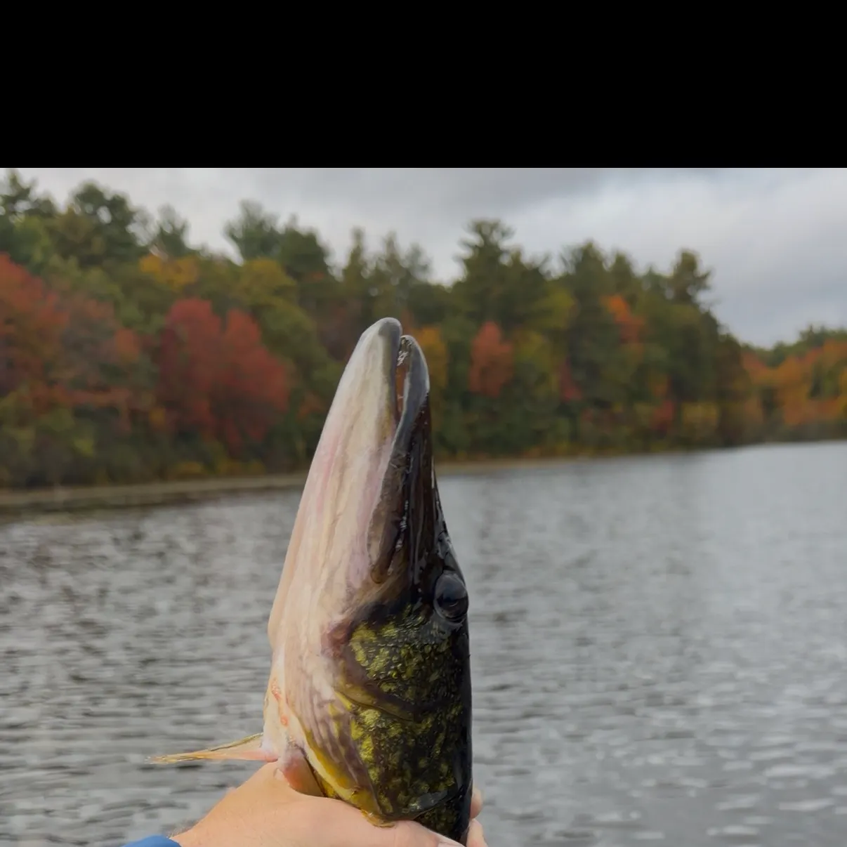 Chain pickerel caught on Fishbrain