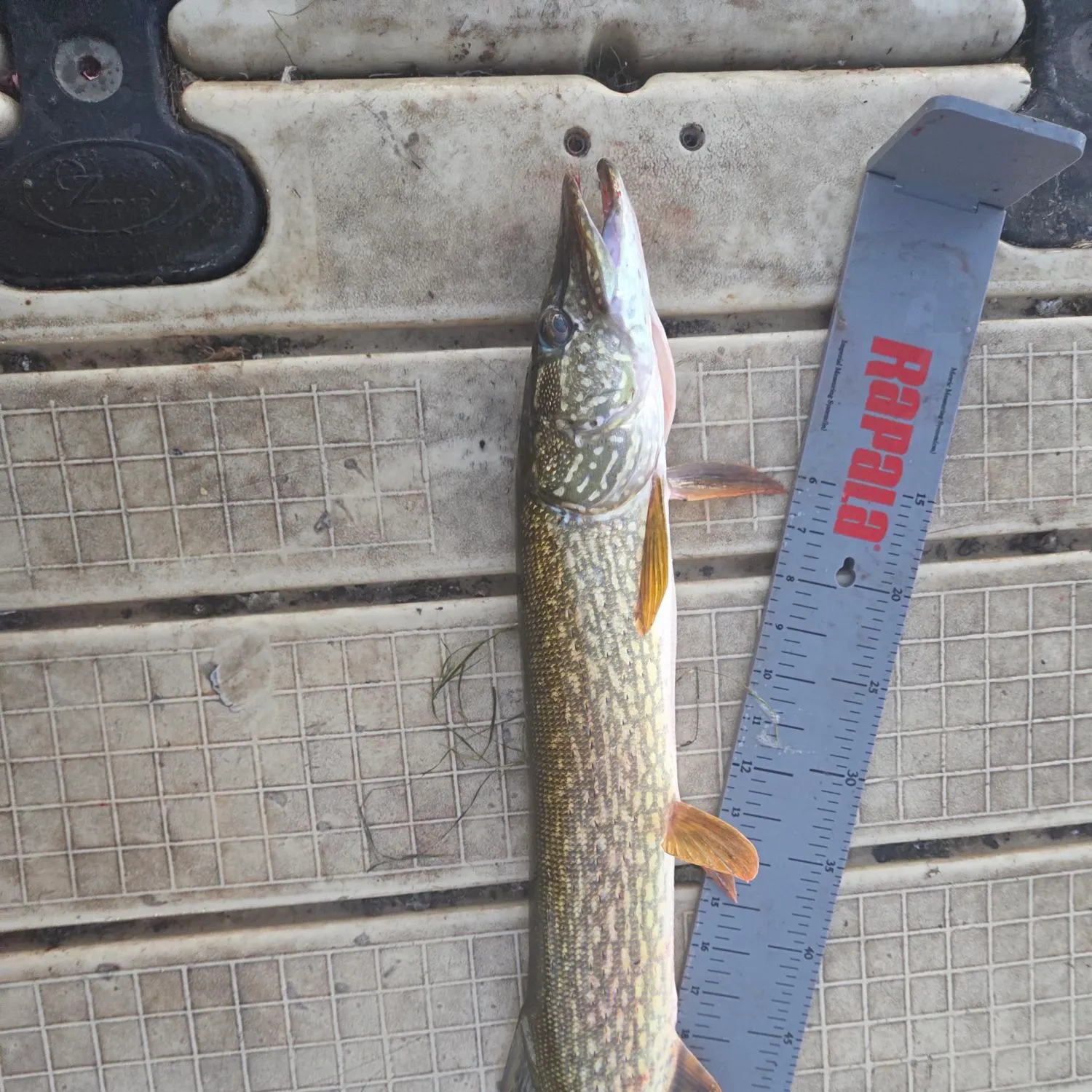 Northern pike caught on Fishbrain