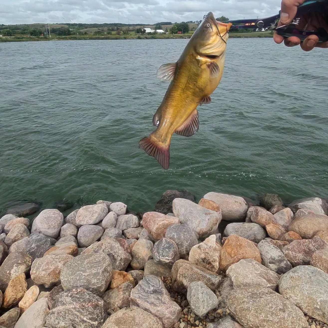 Black bullhead caught on Fishbrain
