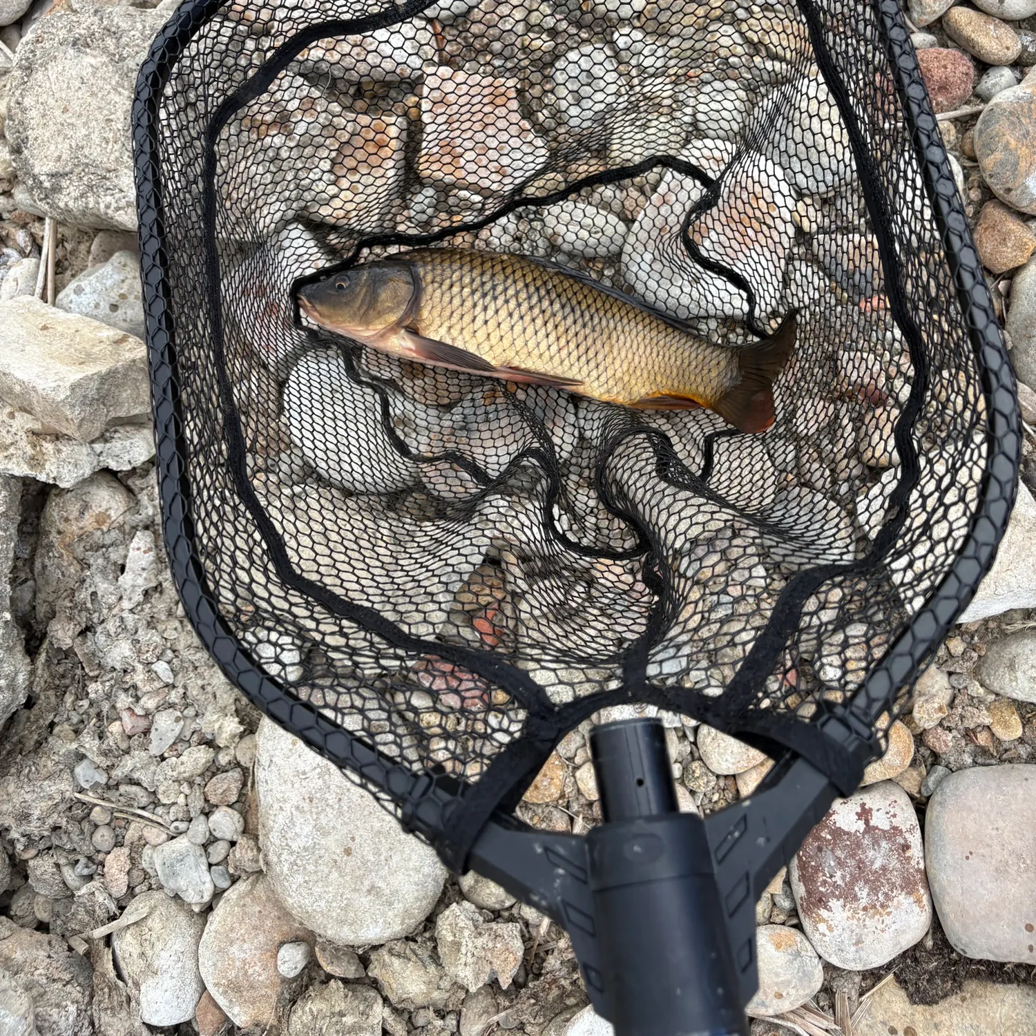 Common carp caught on Fishbrain