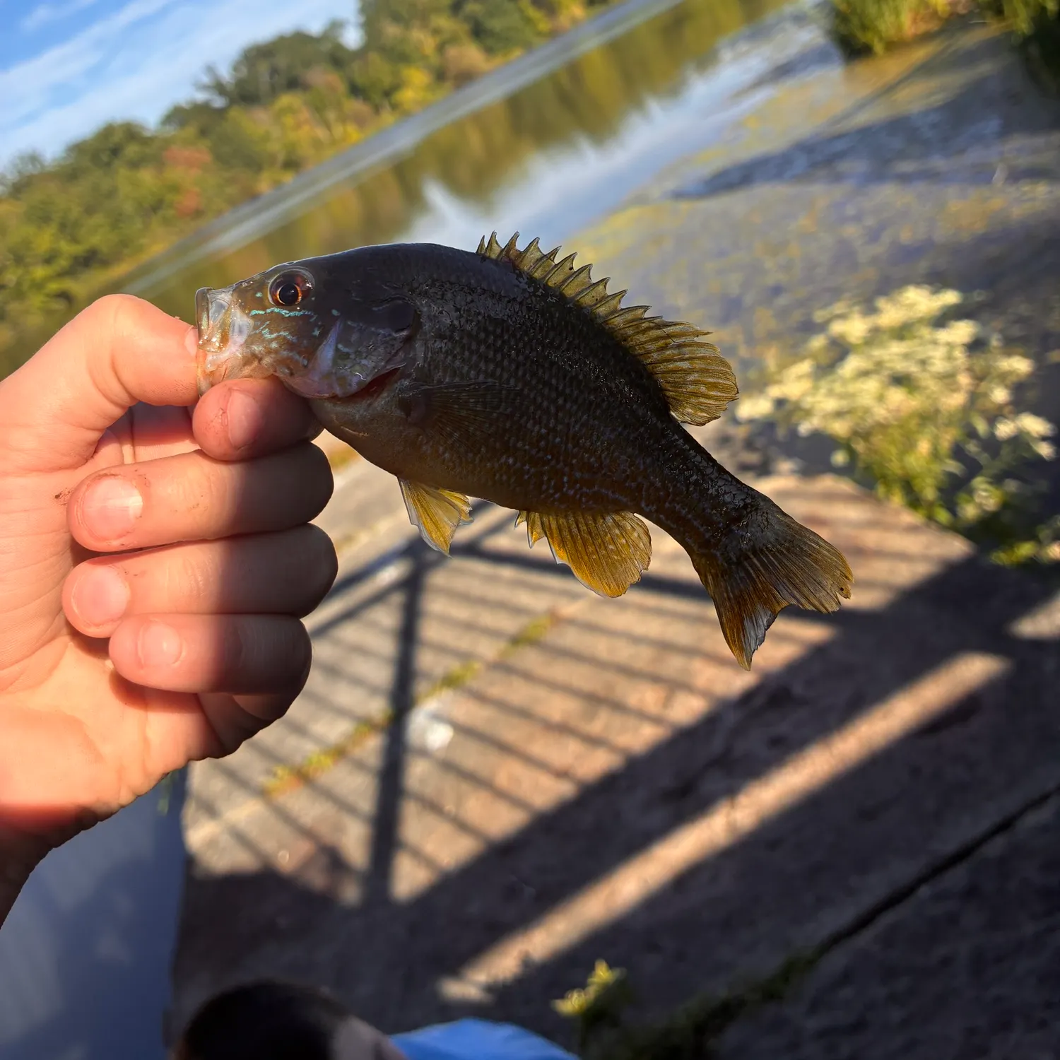 catch
