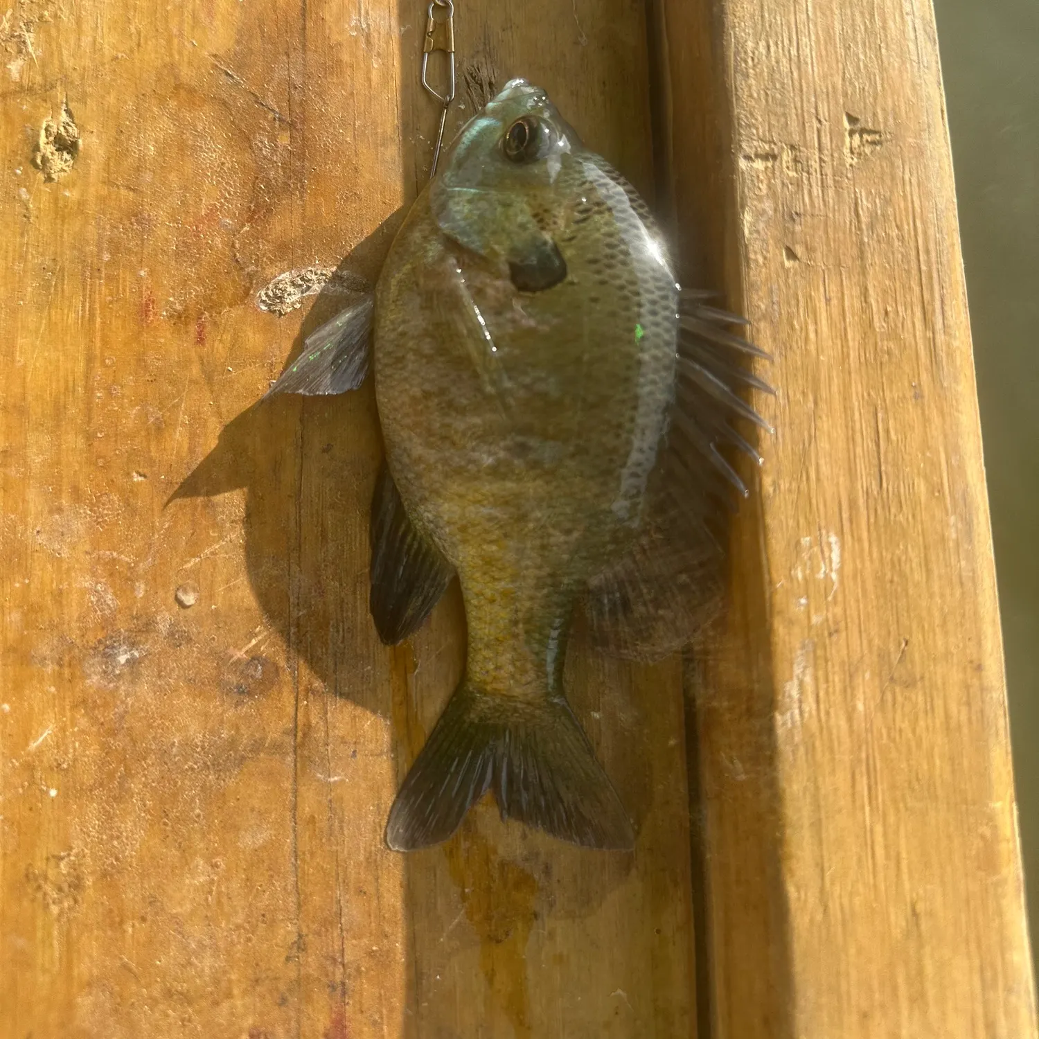 Bluegill caught on Fishbrain