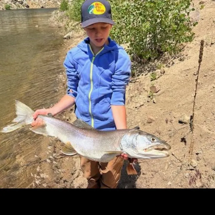 Lake char caught on Fishbrain