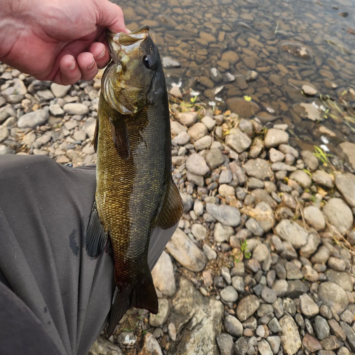Smallmouth bass caught on Fishbrain