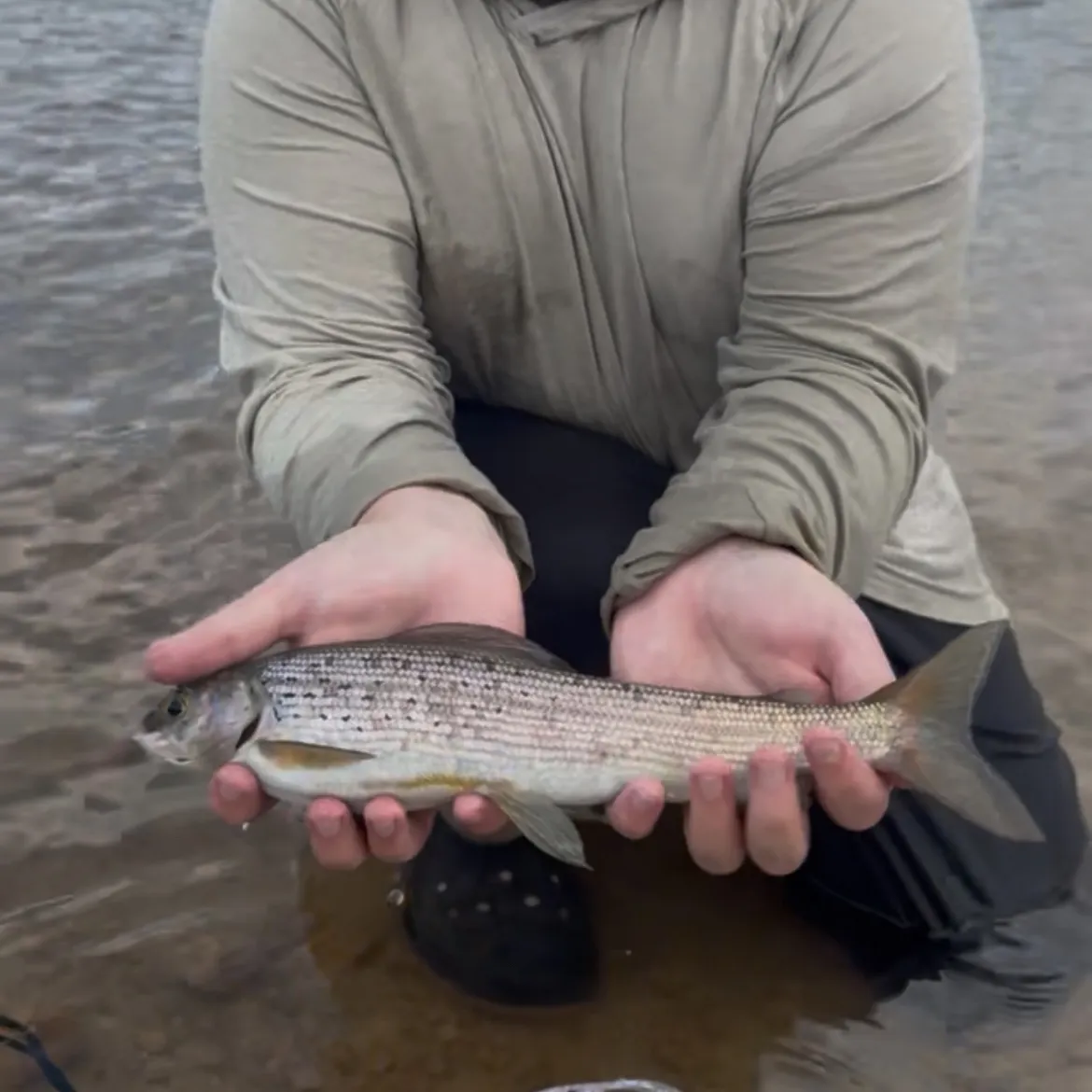 The most recent Arctic grayling catches on Fishbrain