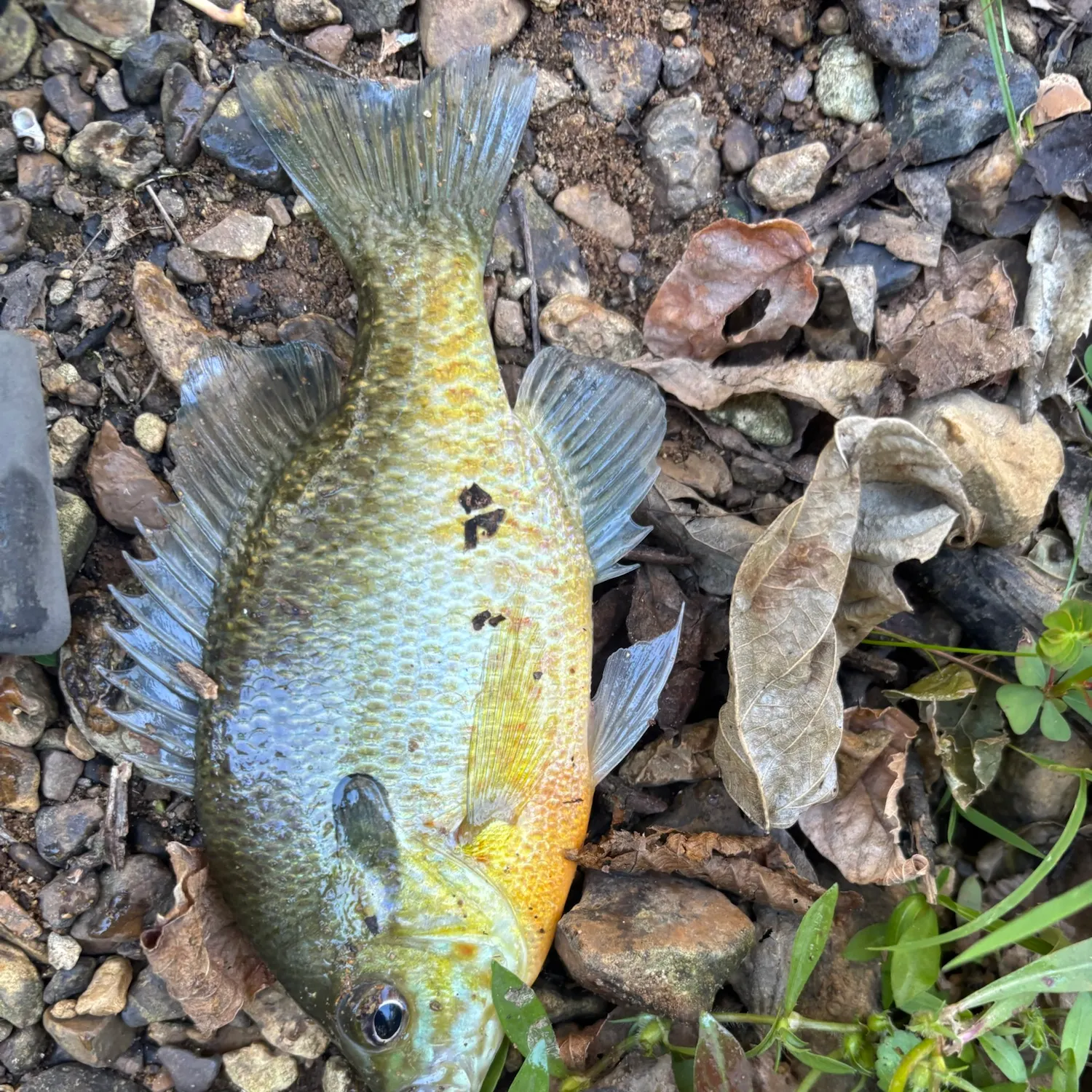 The most recent Pumpkingill hybrid catches on Fishbrain