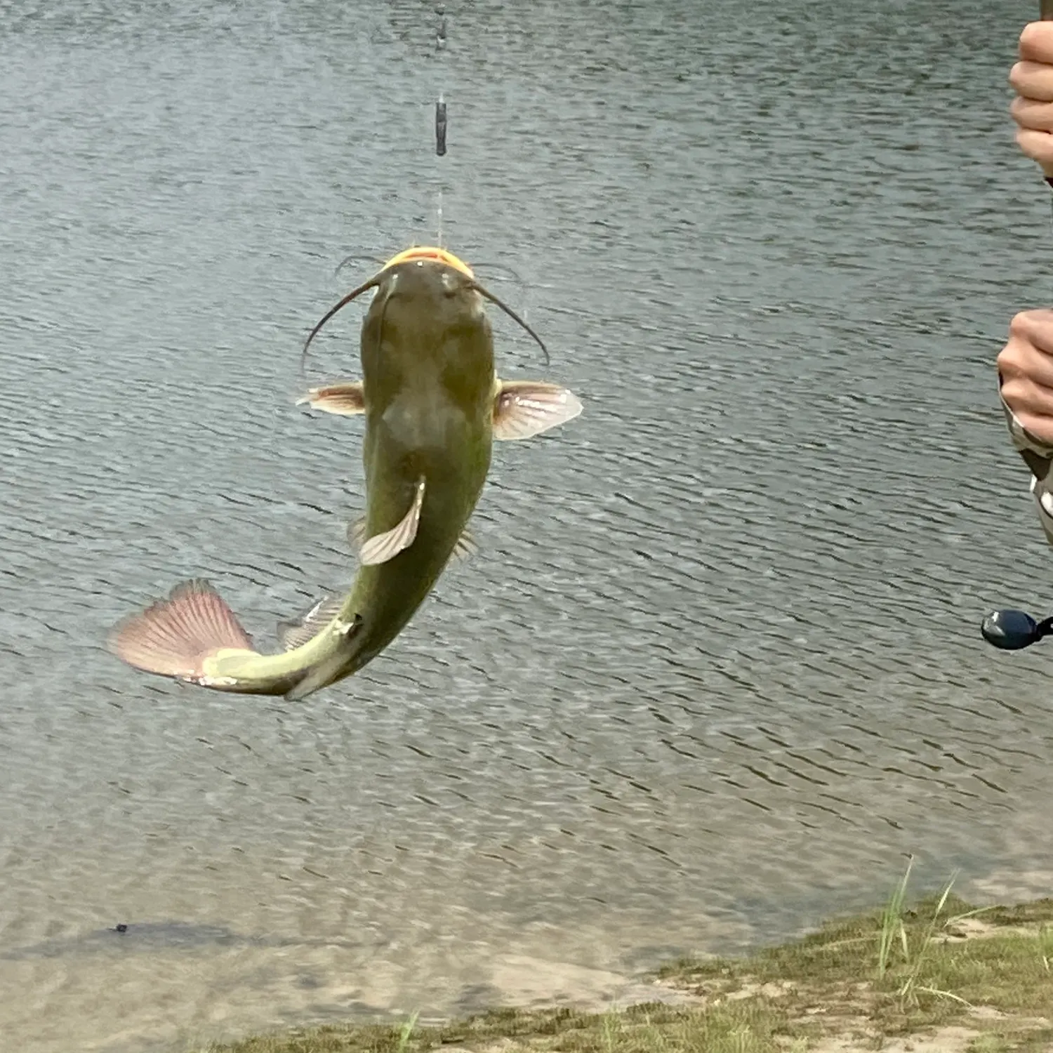 The most recent Redtail catfish catches on Fishbrain