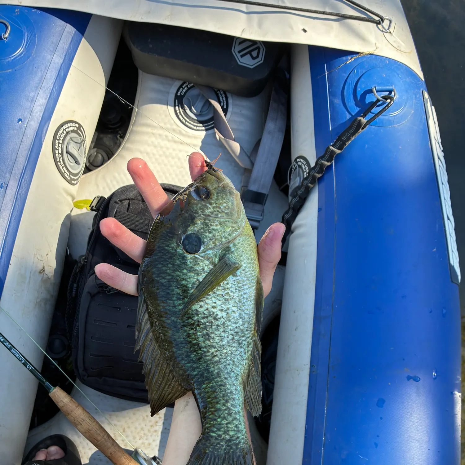 Redear sunfish caught on Fishbrain