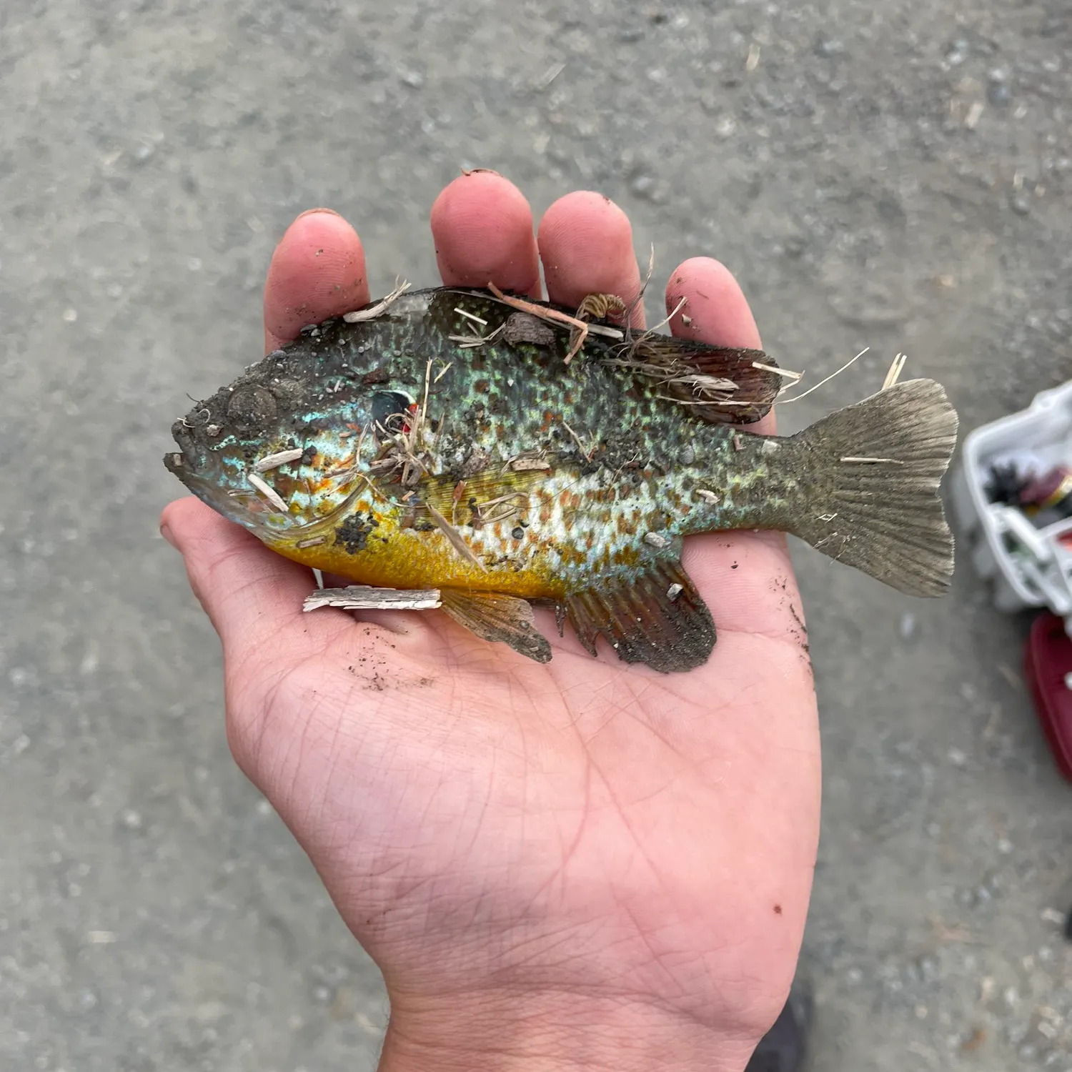 catch