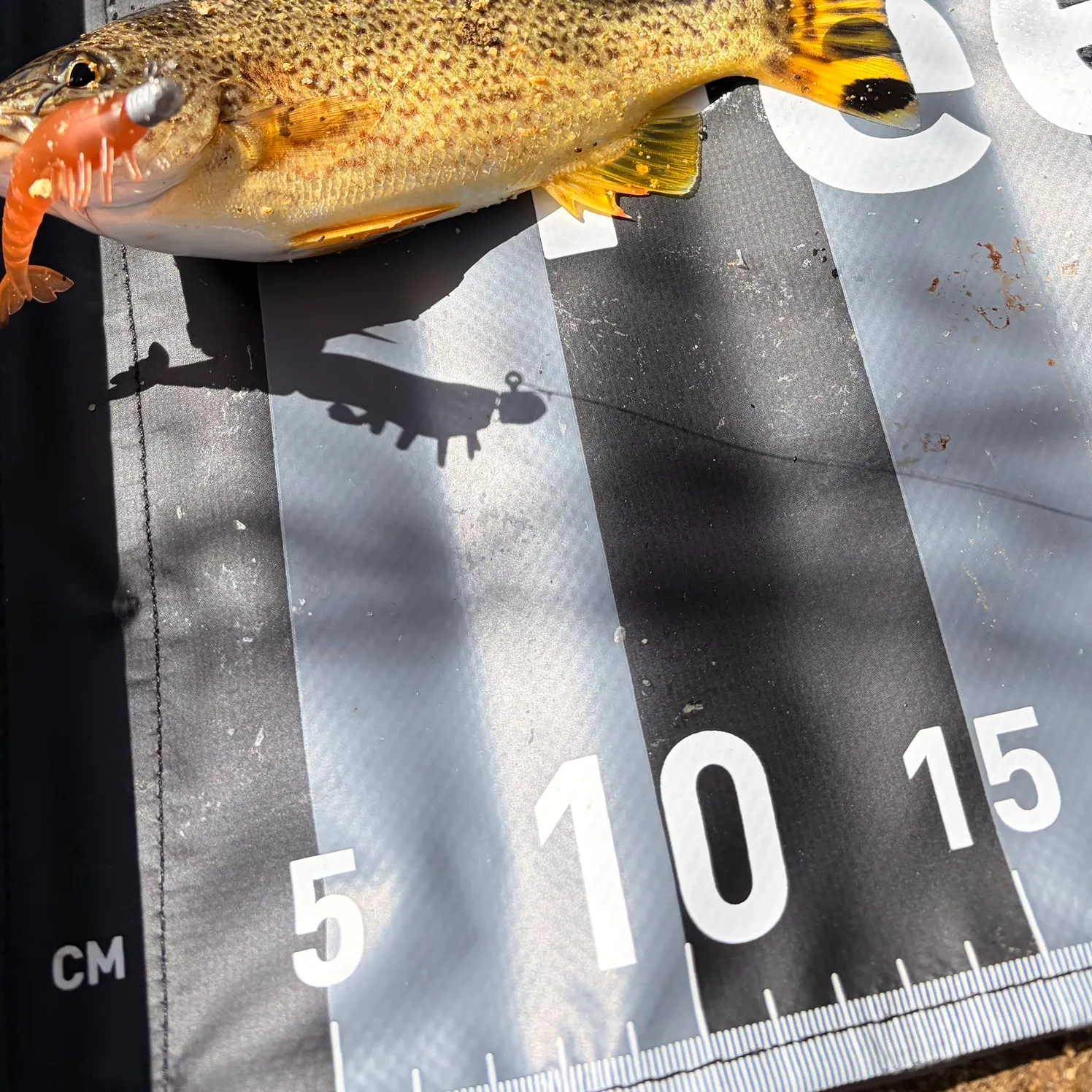 The most recent Yellowtail Grunter catches on Fishbrain