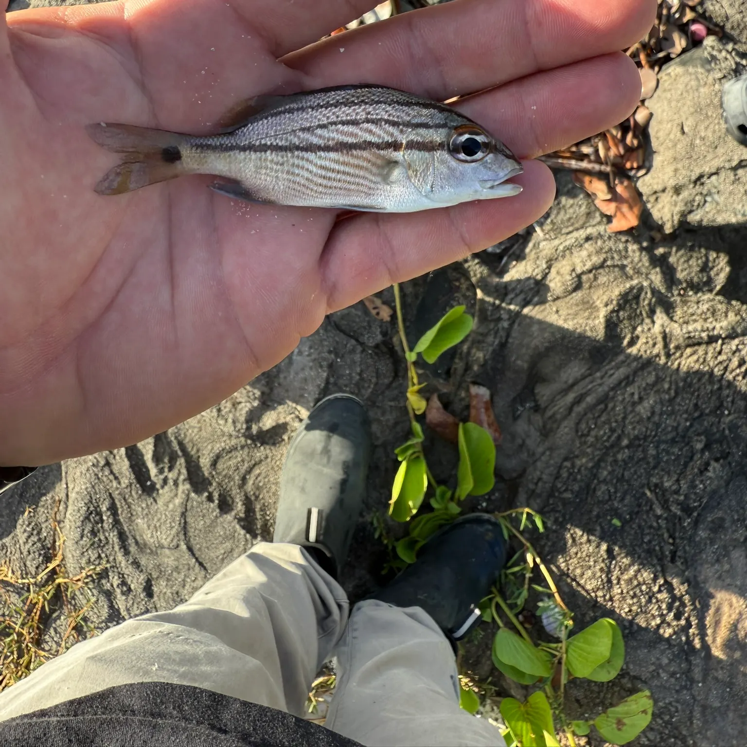 The most recent Tomtate grunt catches on Fishbrain