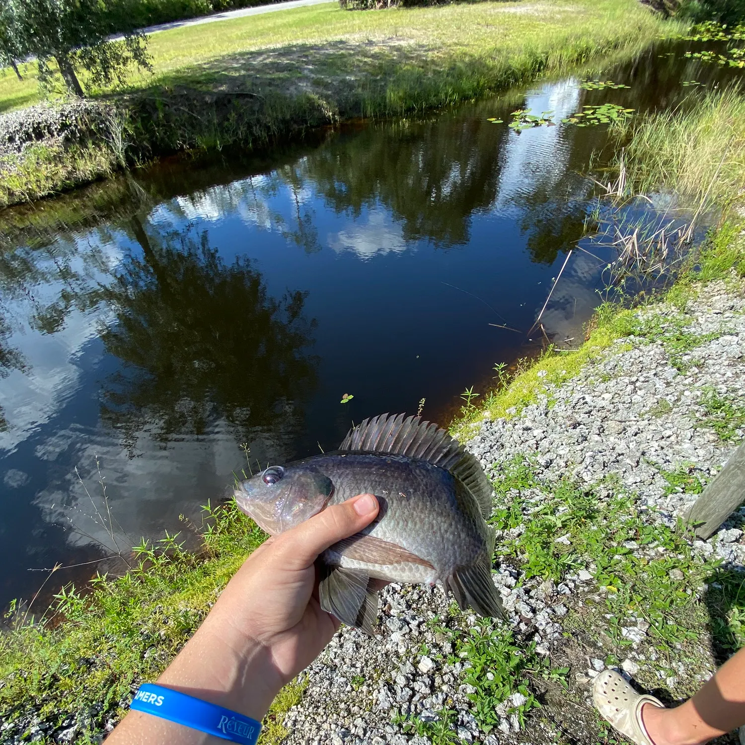 Nile tilapia caught on Fishbrain
