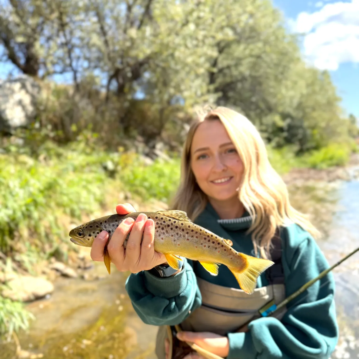 Brown trout caught on Fishbrain