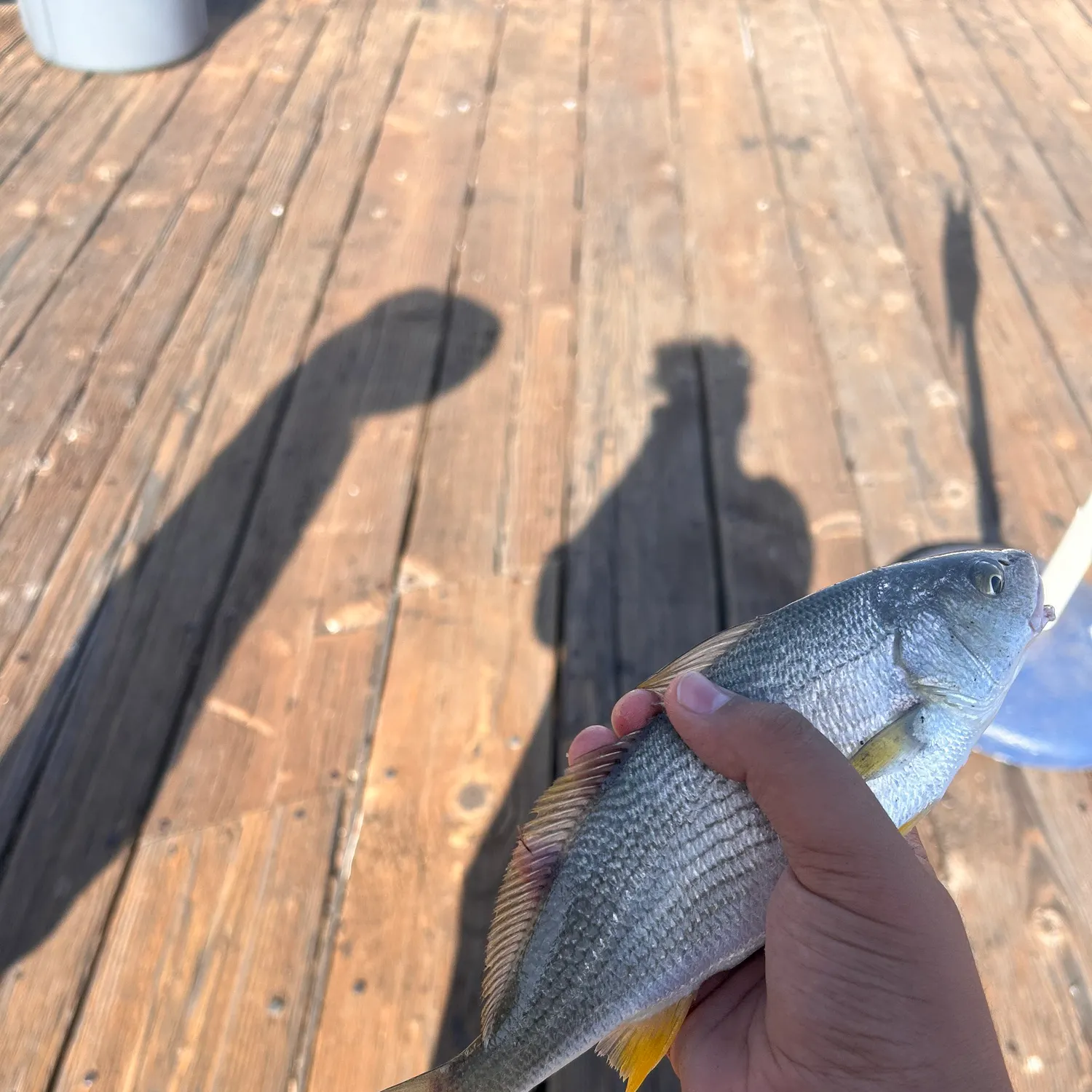 The most recent Yellowfin croaker catches on Fishbrain