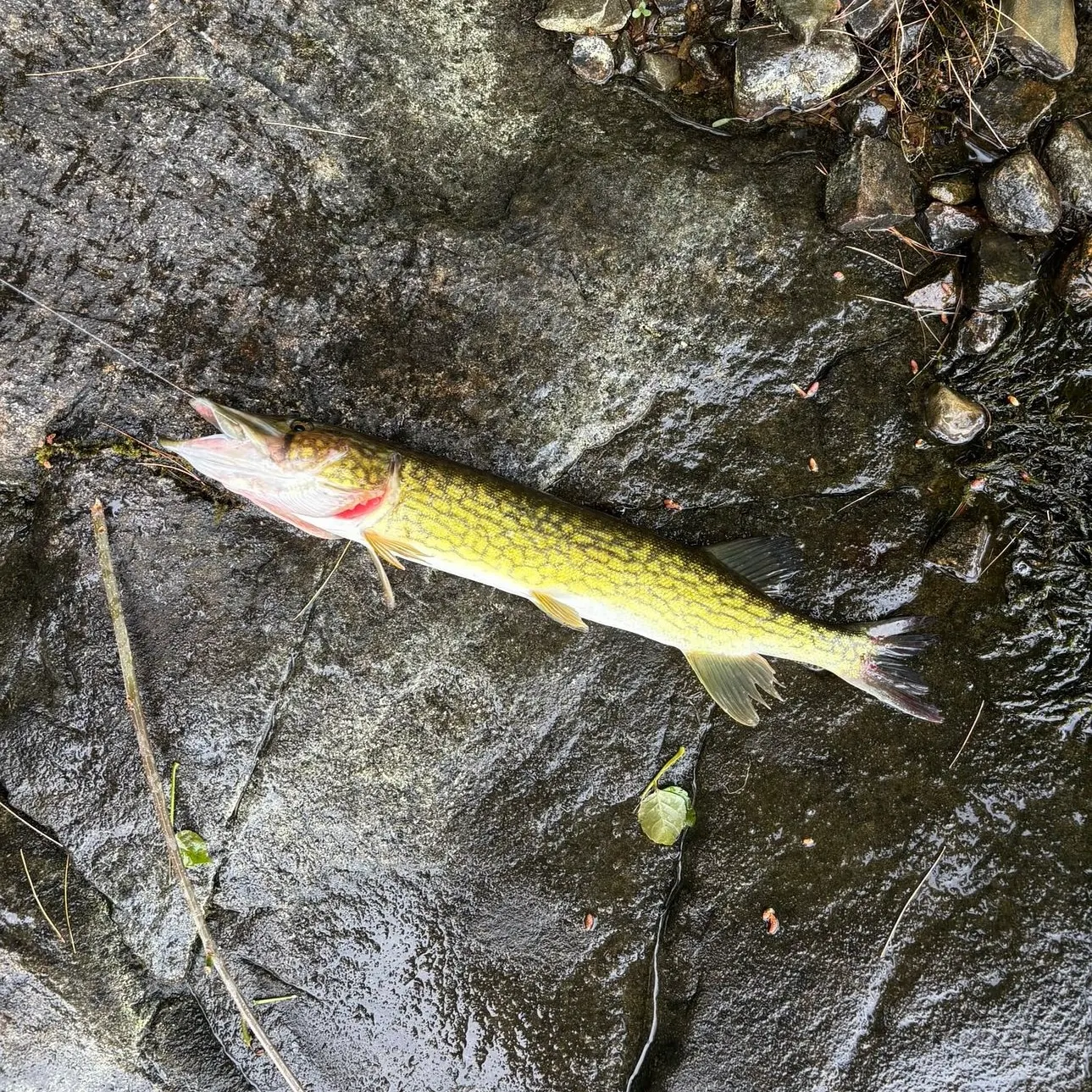 recently logged catches