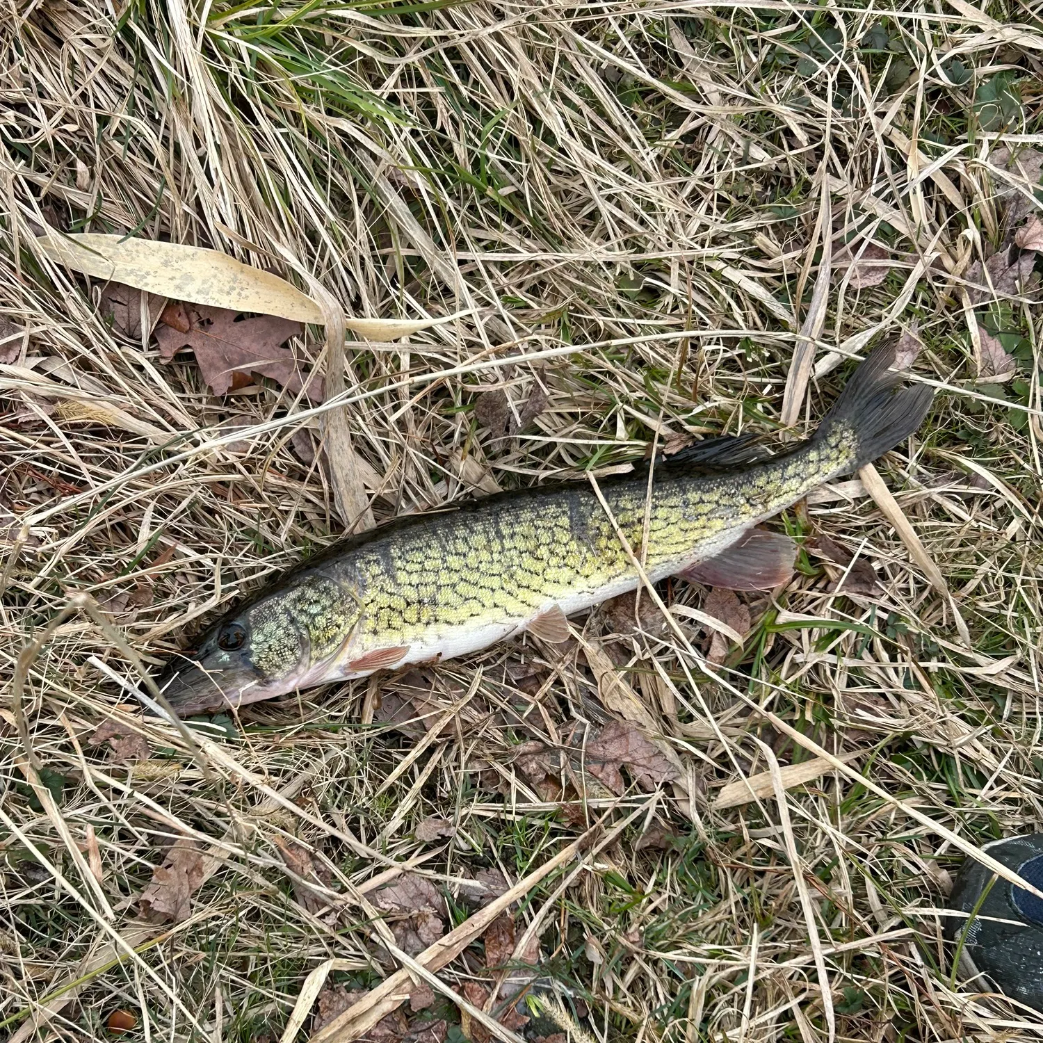 The most recent Grass pickerel catches on Fishbrain