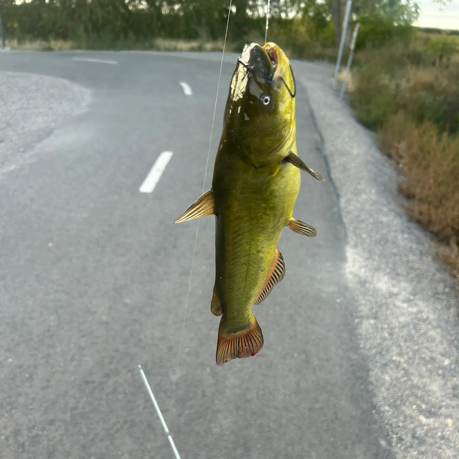 Yellow bullhead caught on Fishbrain