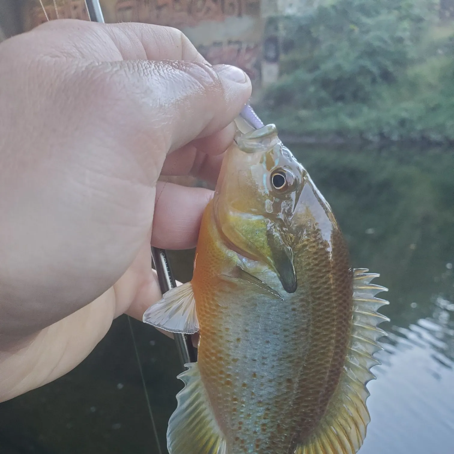 Redbreast sunfish caught on Fishbrain