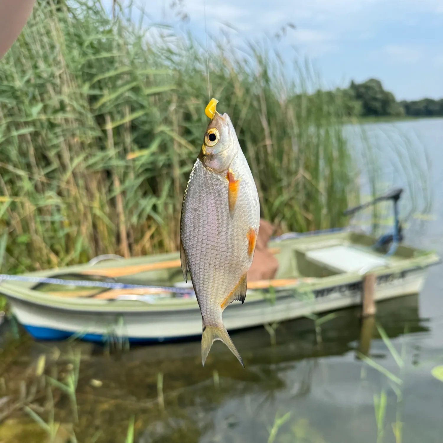 Common rudd caught on Fishbrain