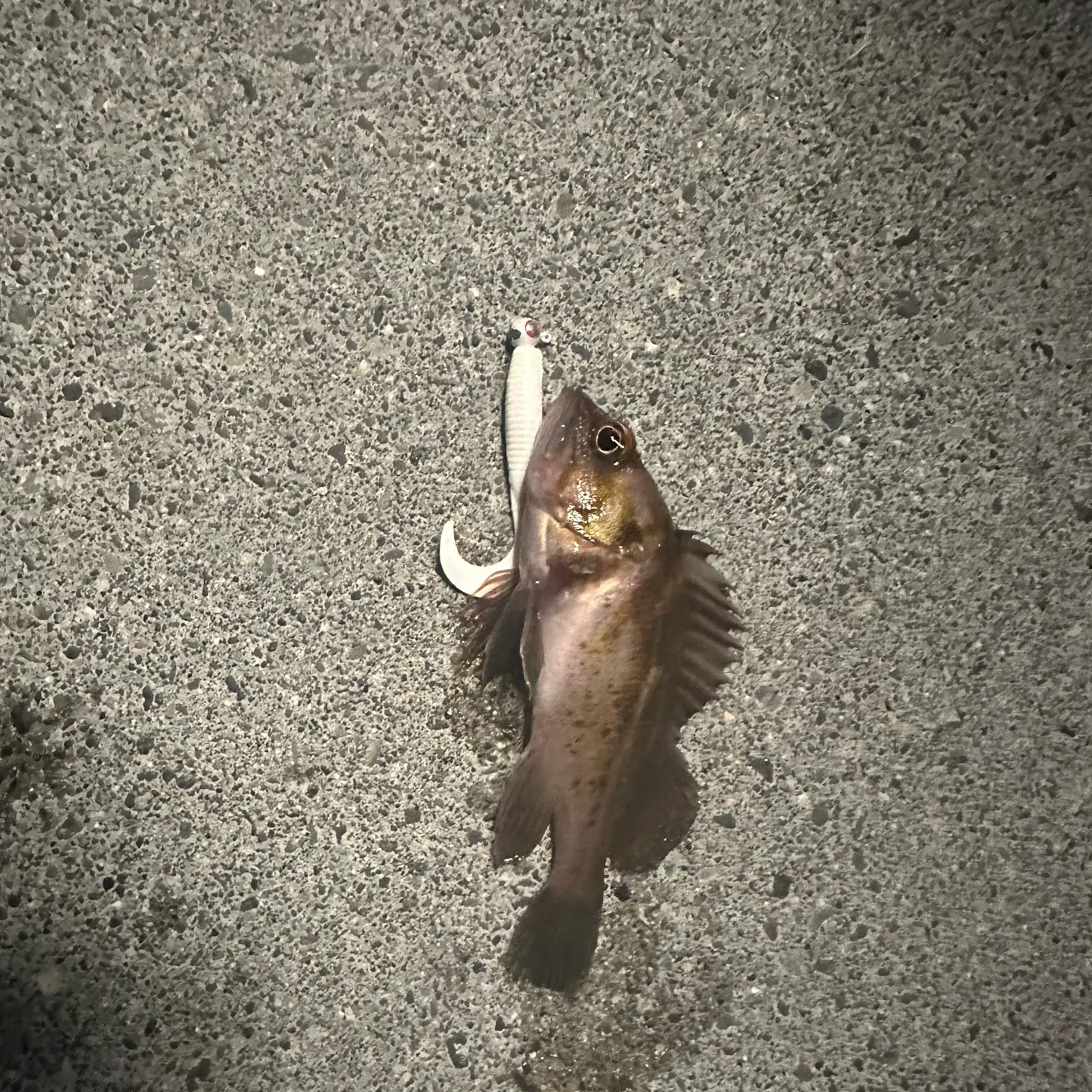 Copper rockfish caught on Fishbrain