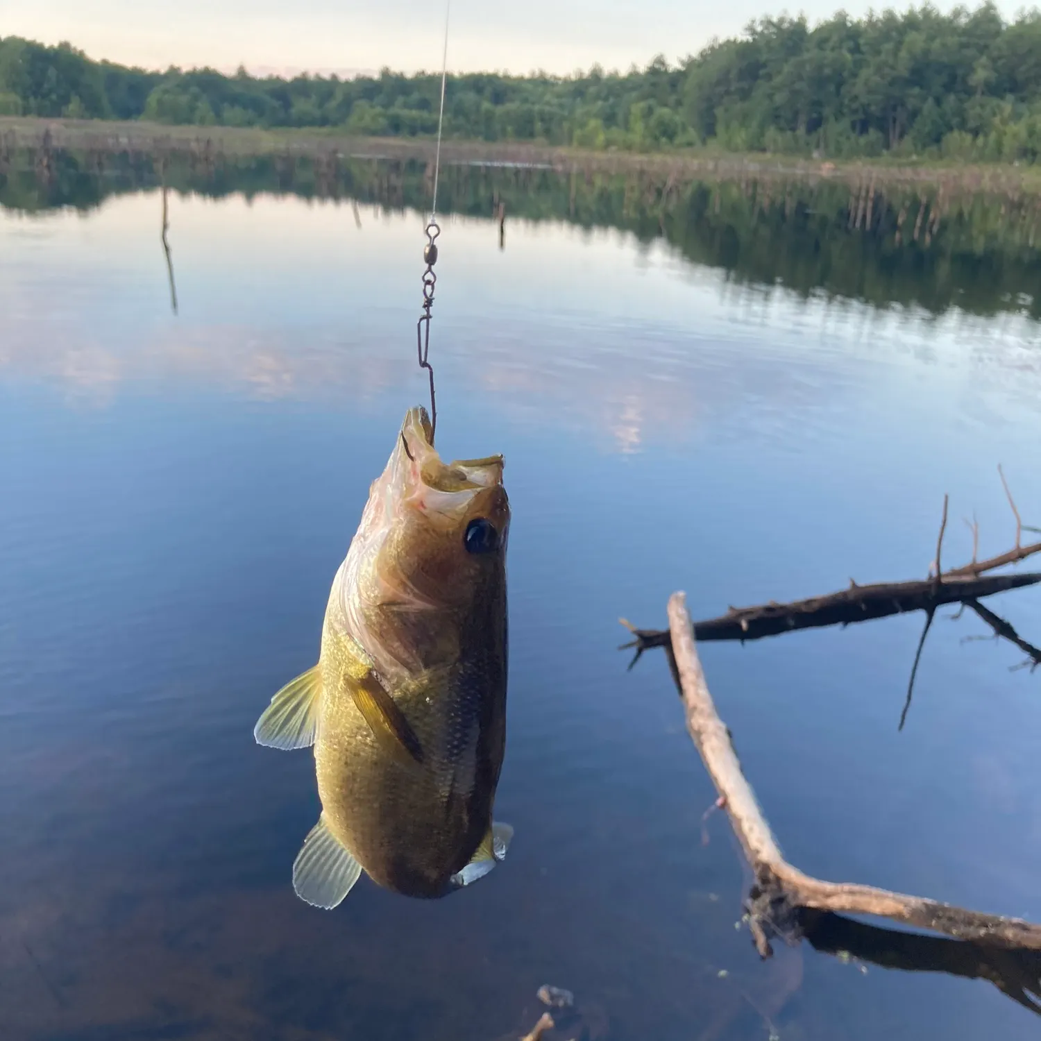 Largemouth bass caught on Fishbrain